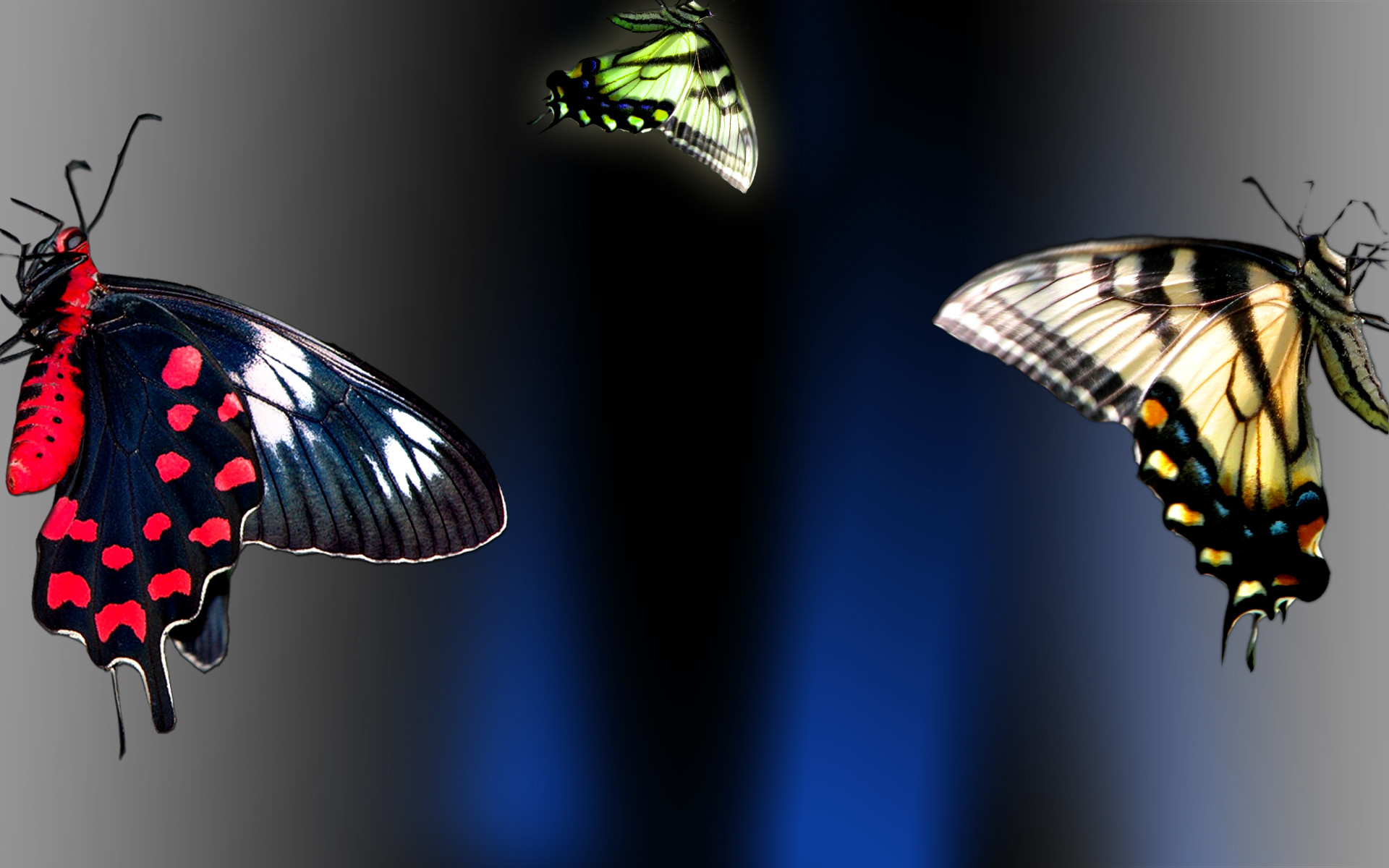 Black Butterfly Background Wallpaper (68+ images)