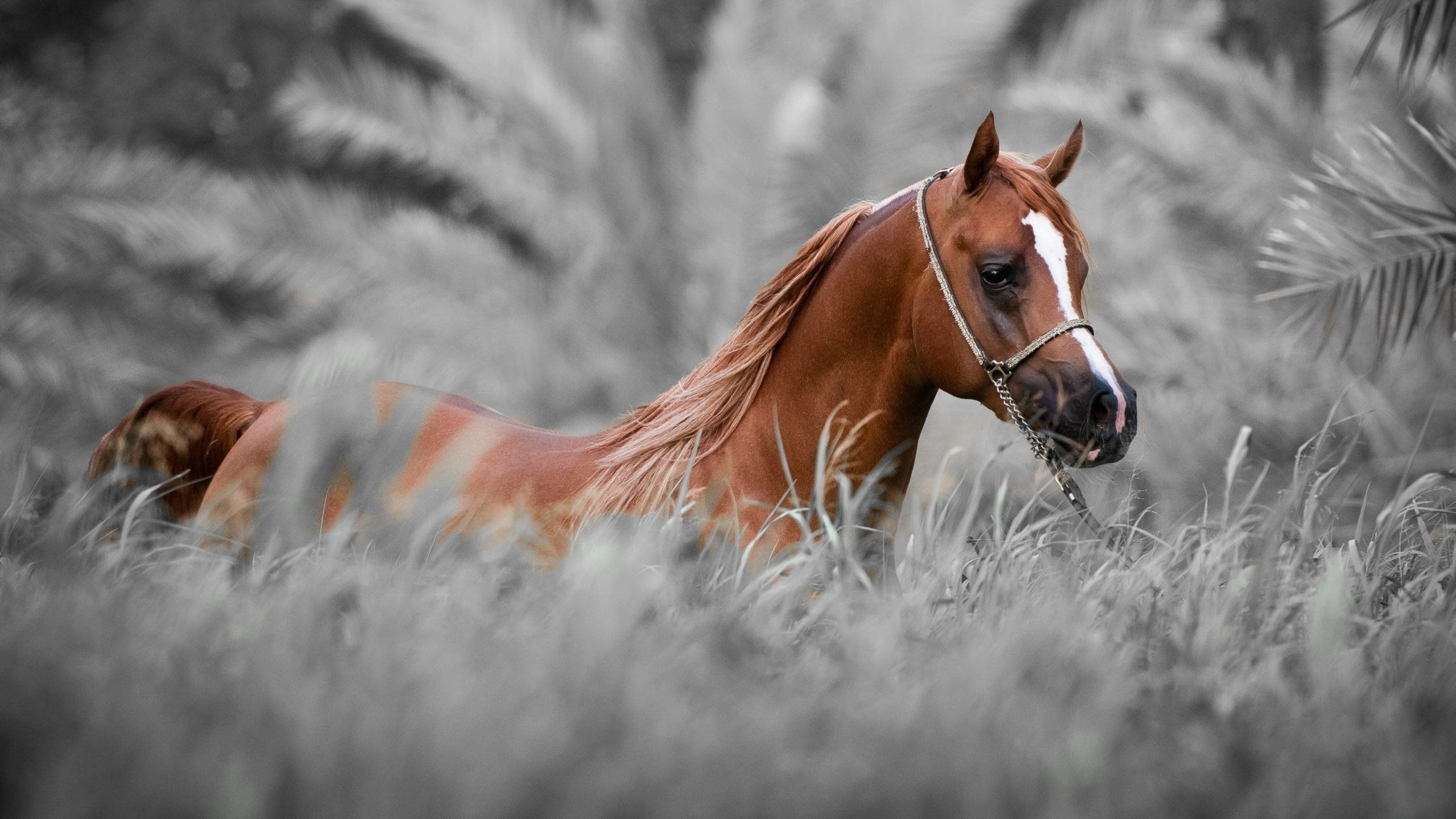 Horse Desktop Wallpaper (76+ images)