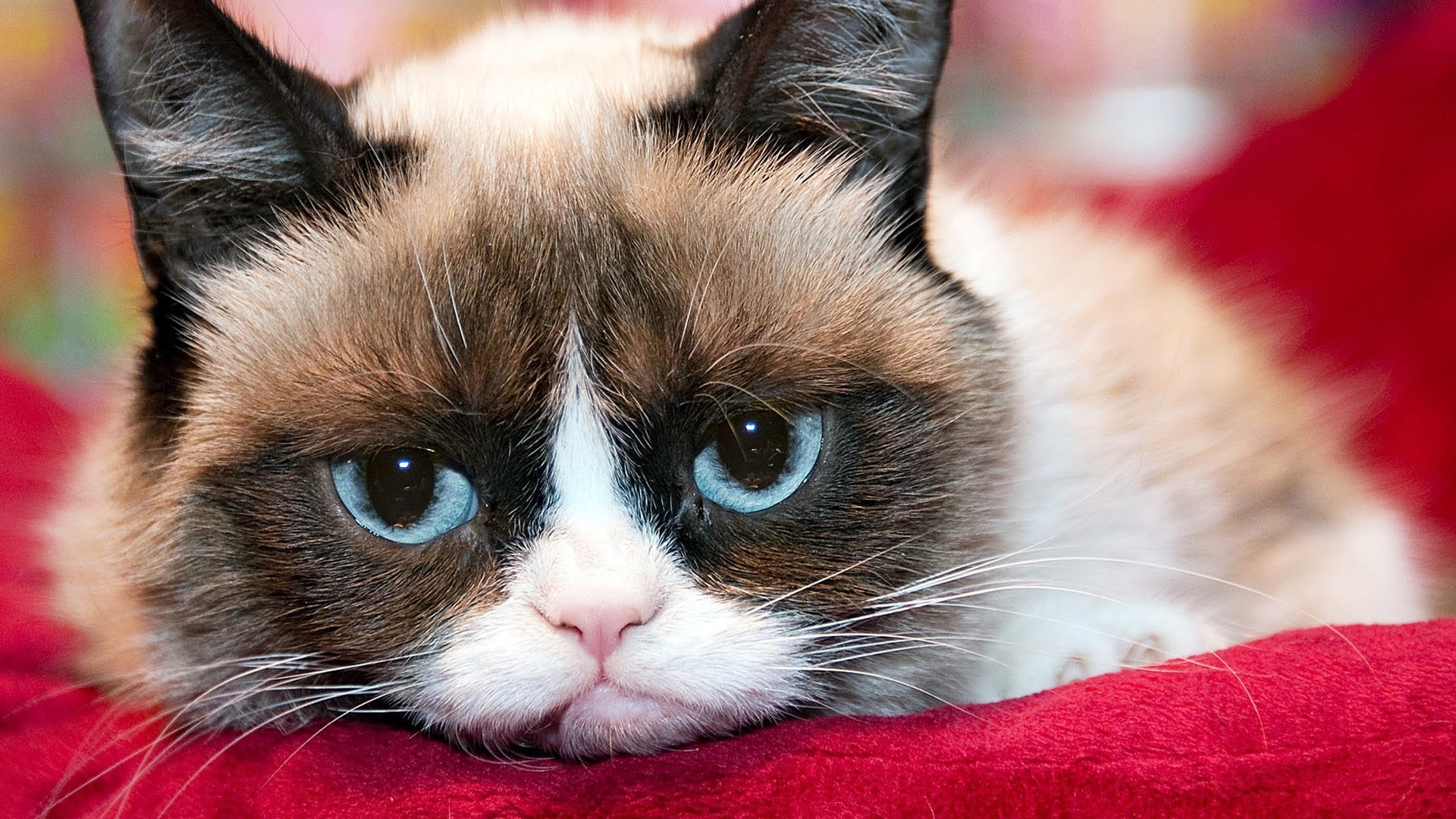 Grumpy Cat Wallpapers HD (61+ images)