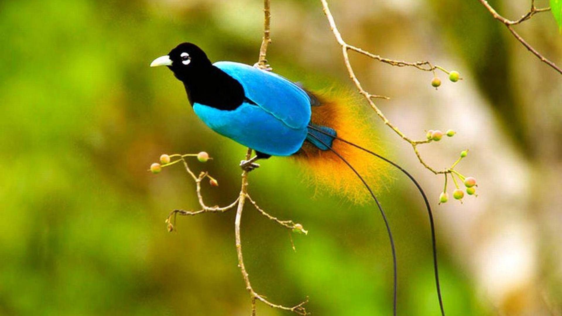 Bird of Paradise Wallpaper (60+ images)