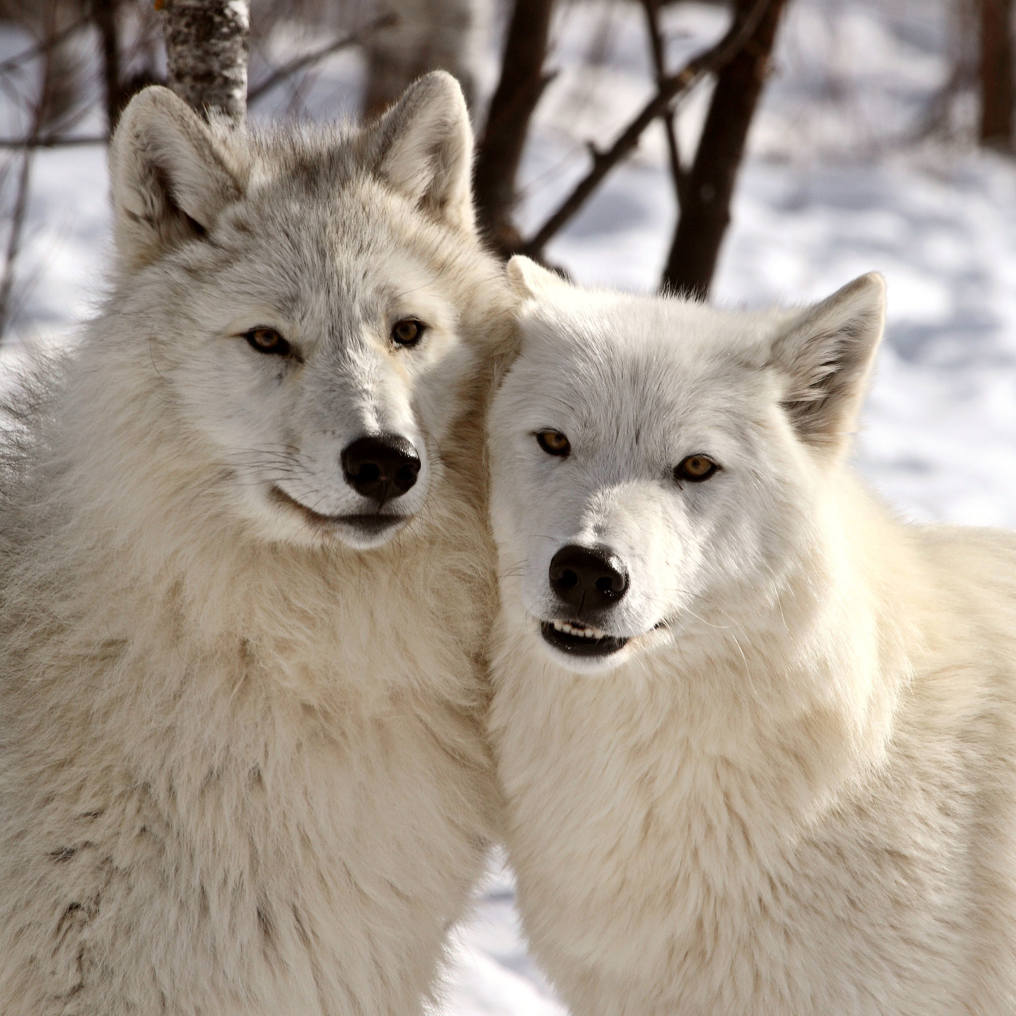 Animal Jam Arctic Wolf Wallpaper (70+ images)