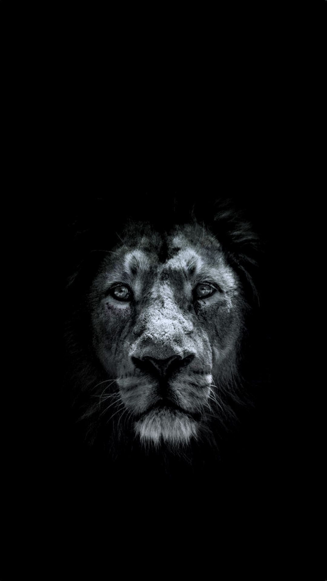 Black Lion HD Wallpaper (64+ images)