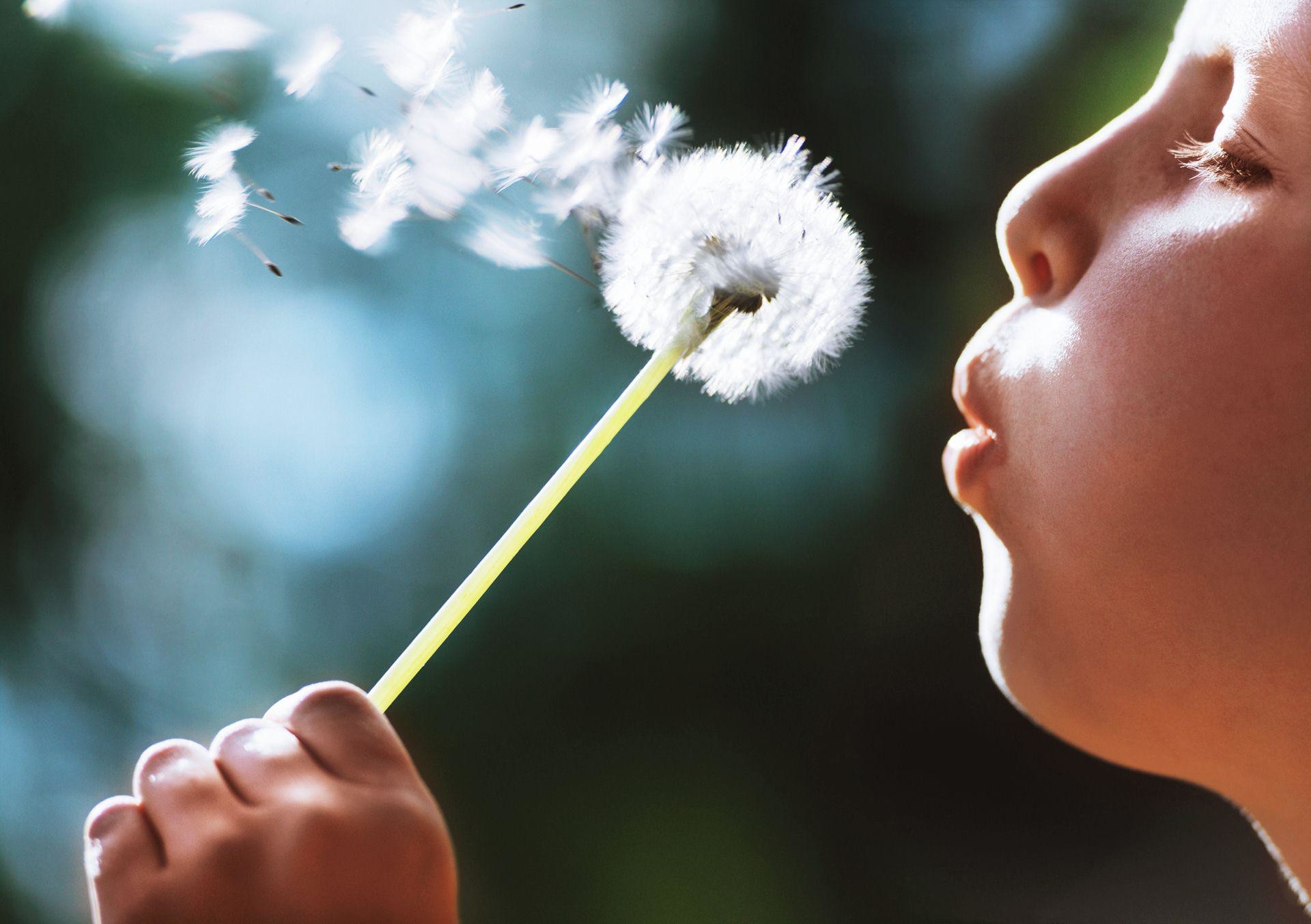 Blowing Dandelion Wallpaper (71+ images)