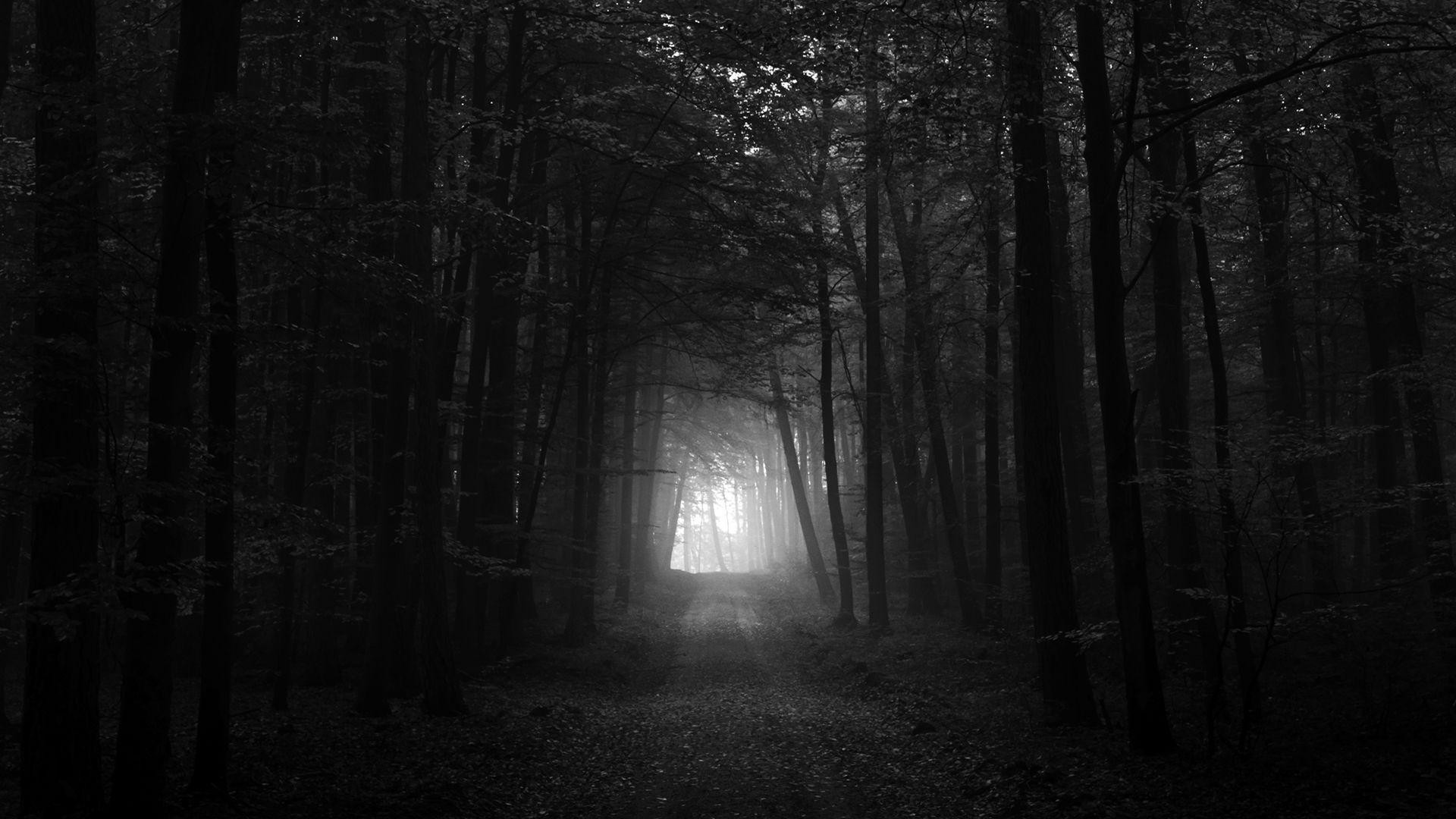 Image result for dark forest