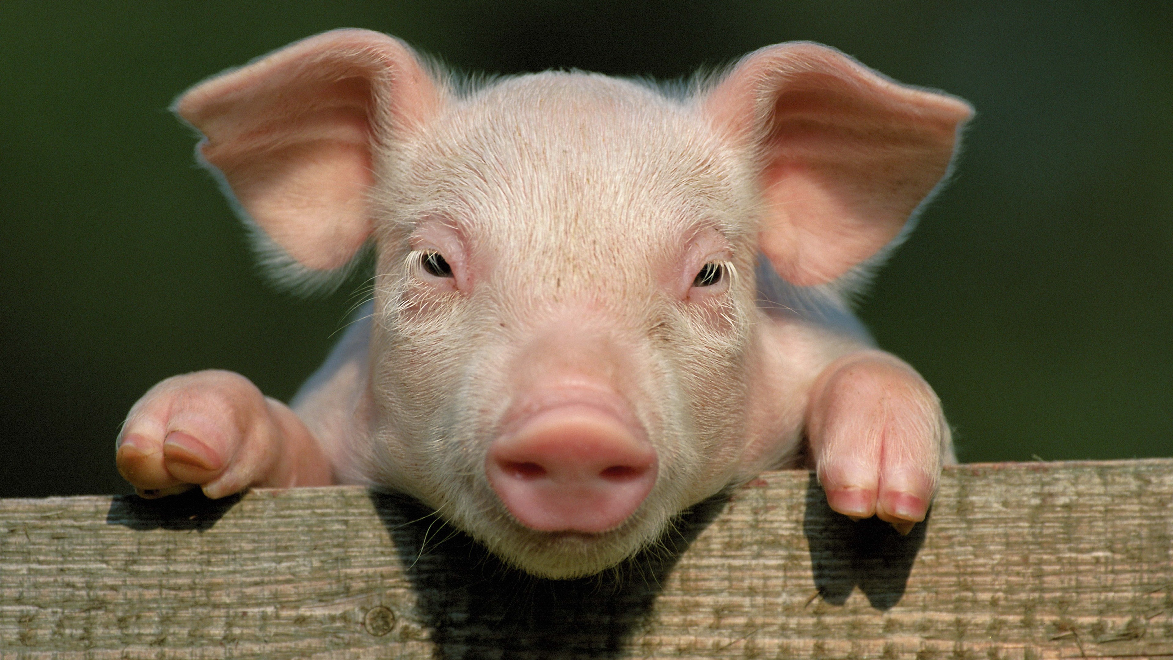 Cute Pig Wallpapers (63+ Images)