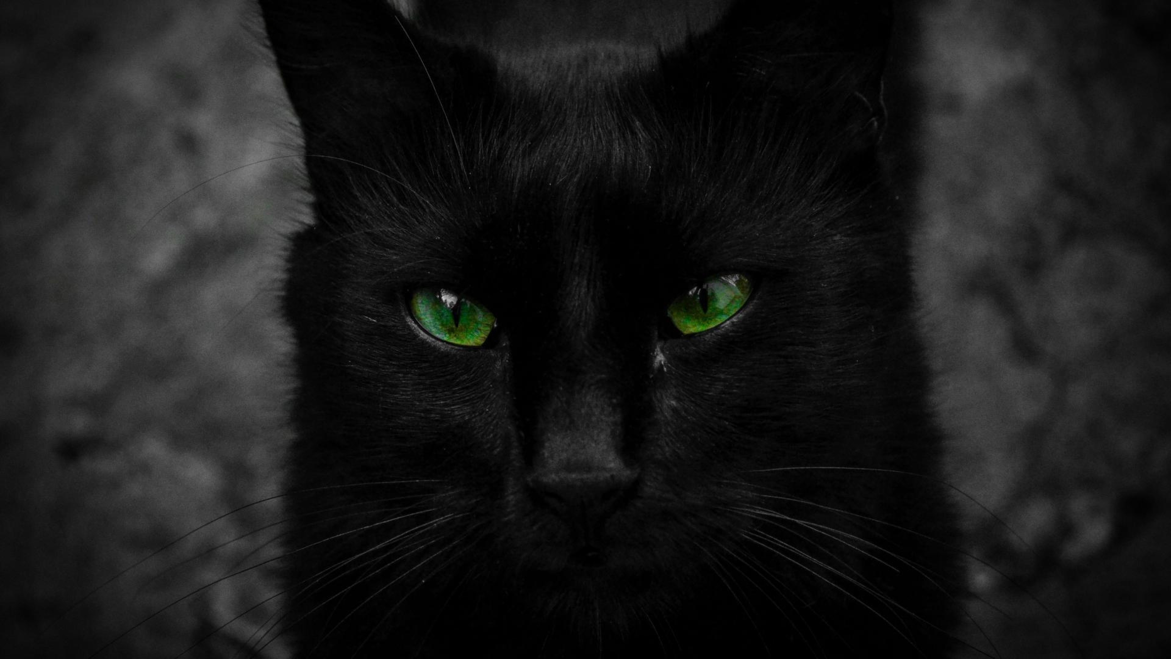 Black Cat Eyes Wallpaper (69+ images)