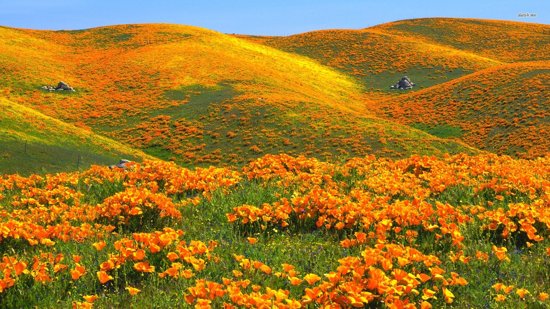 Field of Poppies Wallpaper (50+ images)