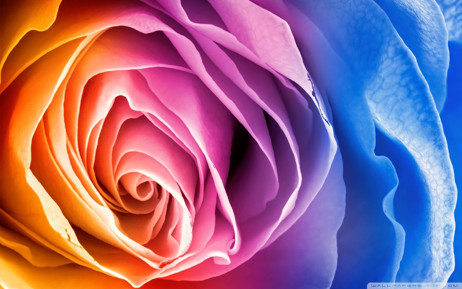 Rainbow Roses Wallpaper 48 Images