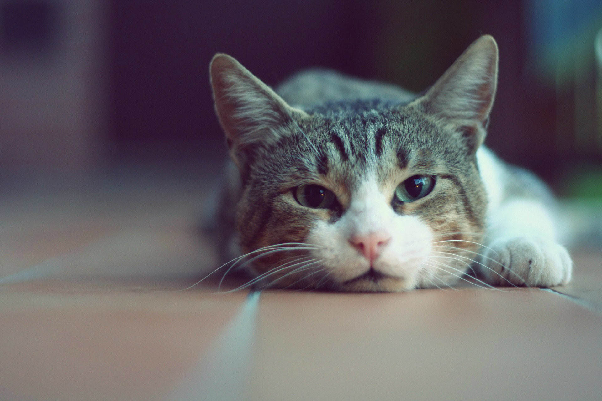 Cute Cat Pic Hd Wallpaper Hd Cat Wallpapers 64 Images 
