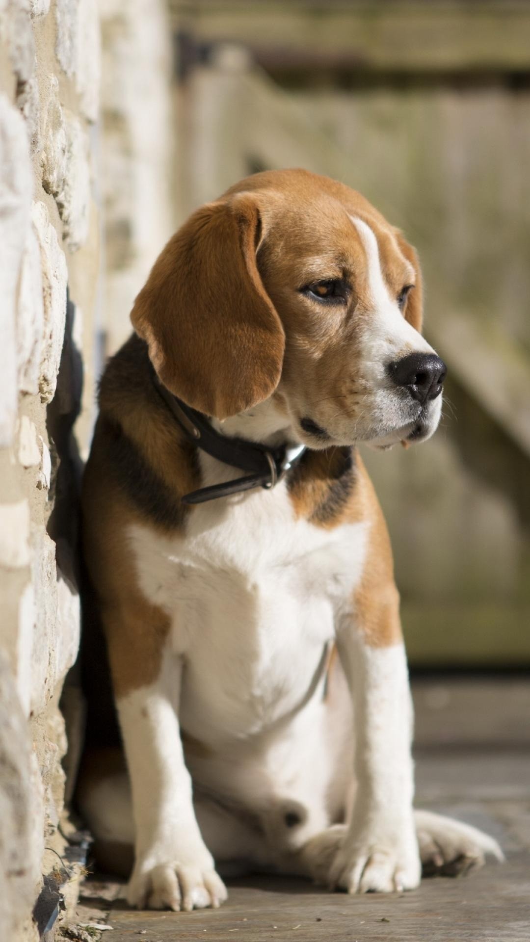 Funny Beagle Wallpaper (61+ images)