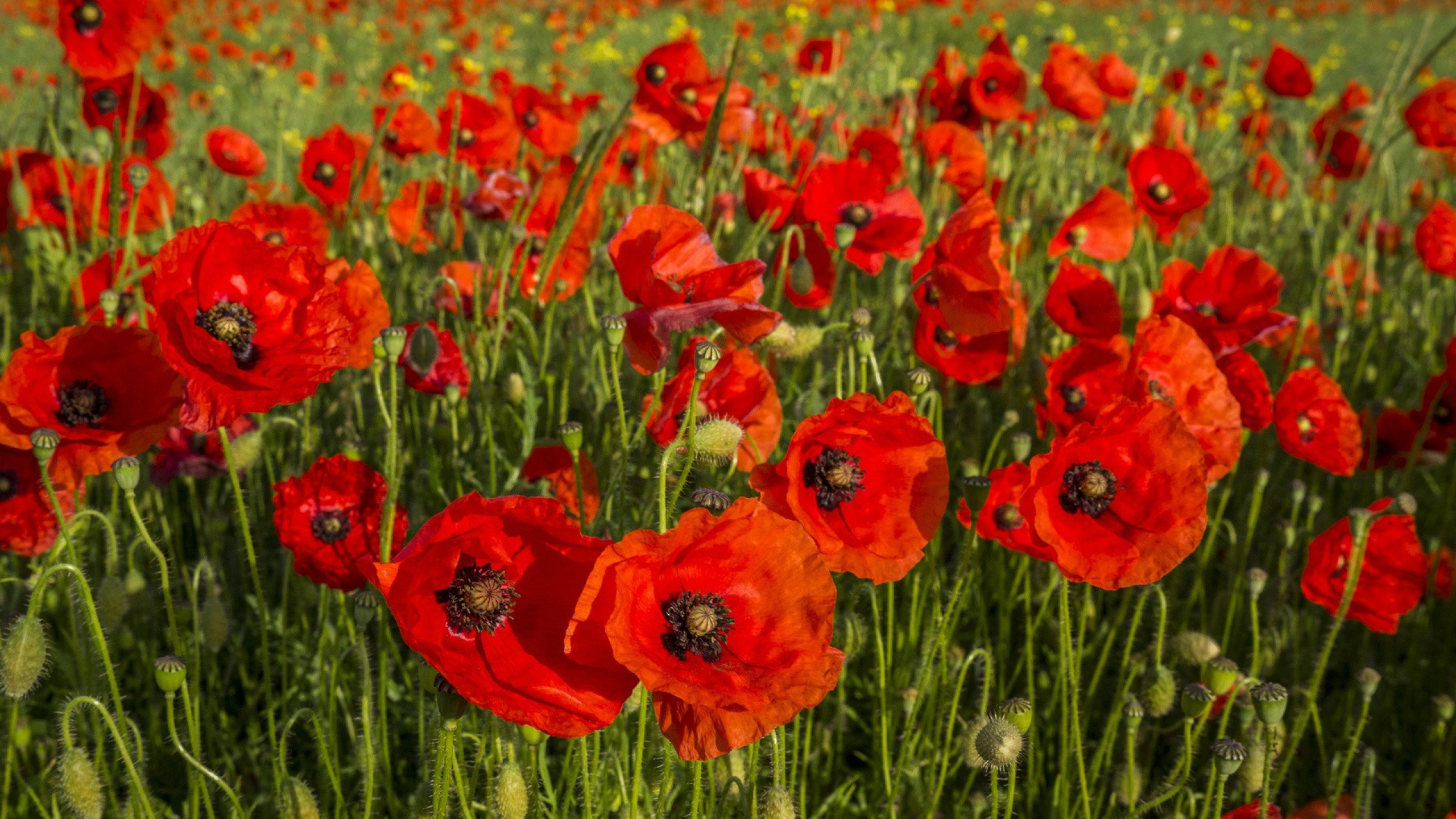 Field of Poppies Wallpaper (50+ images)