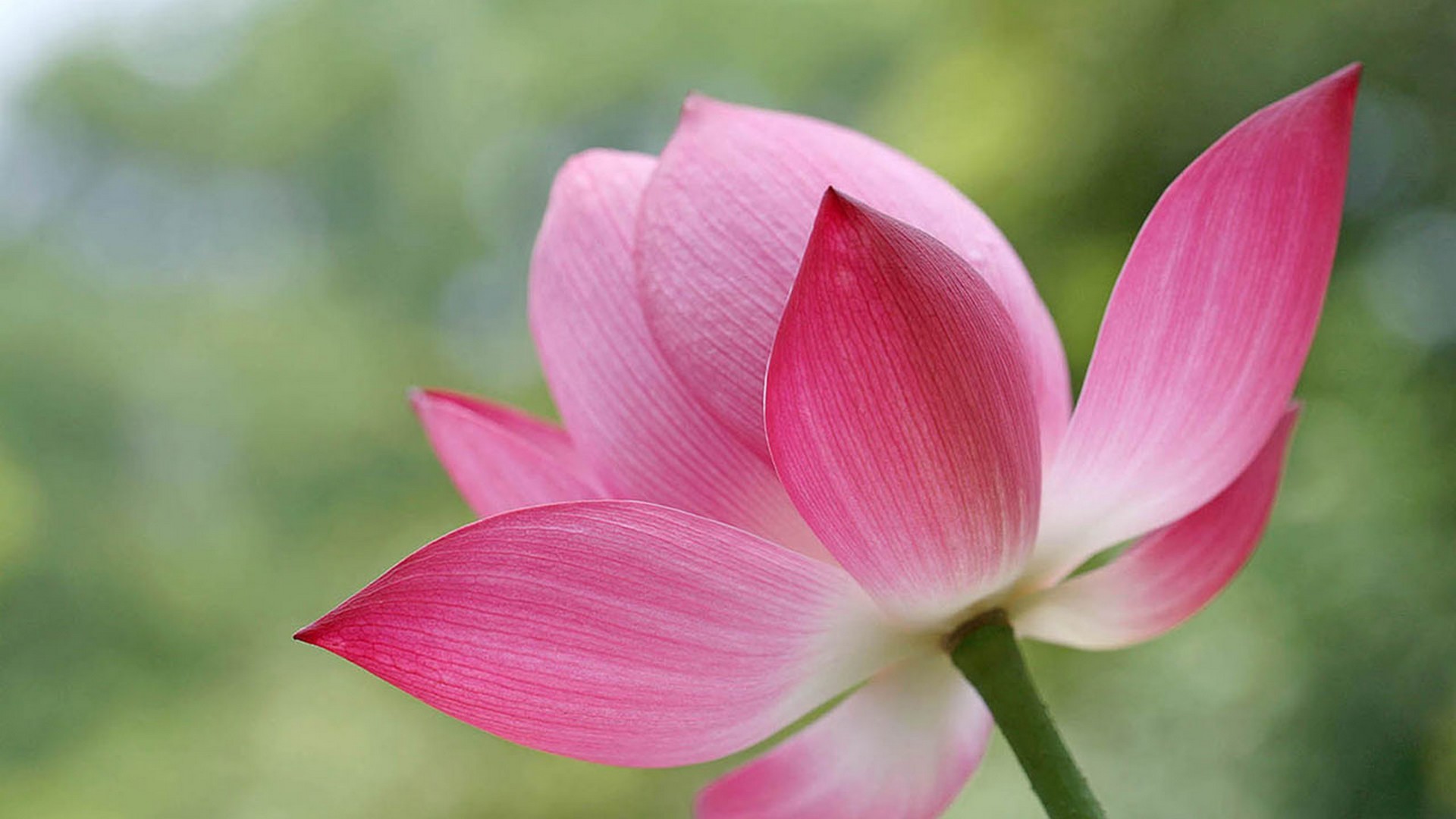 Lotus HD Wallpaper (73+ images)