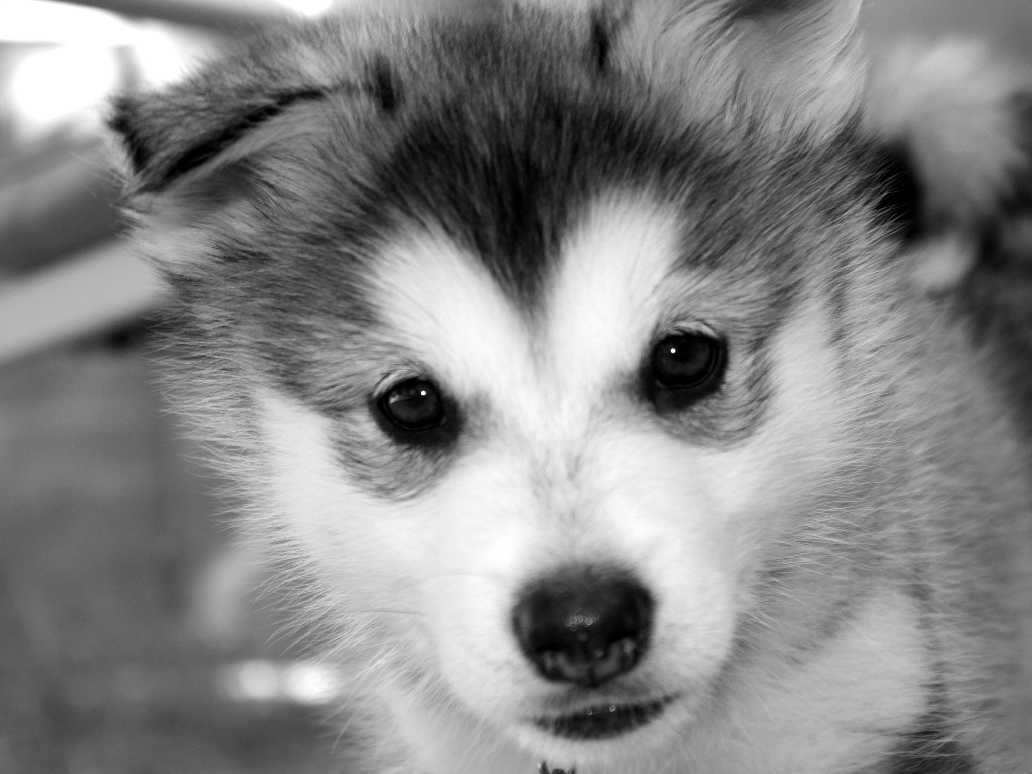 Baby Huskies Wallpaper (79+ images)