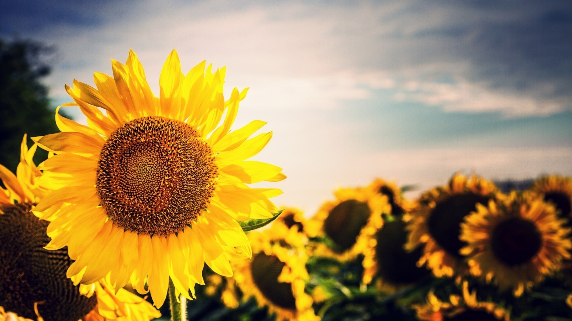 1920x1080 ... Sunflower Background Wallpapers WIN10 THEMES ...