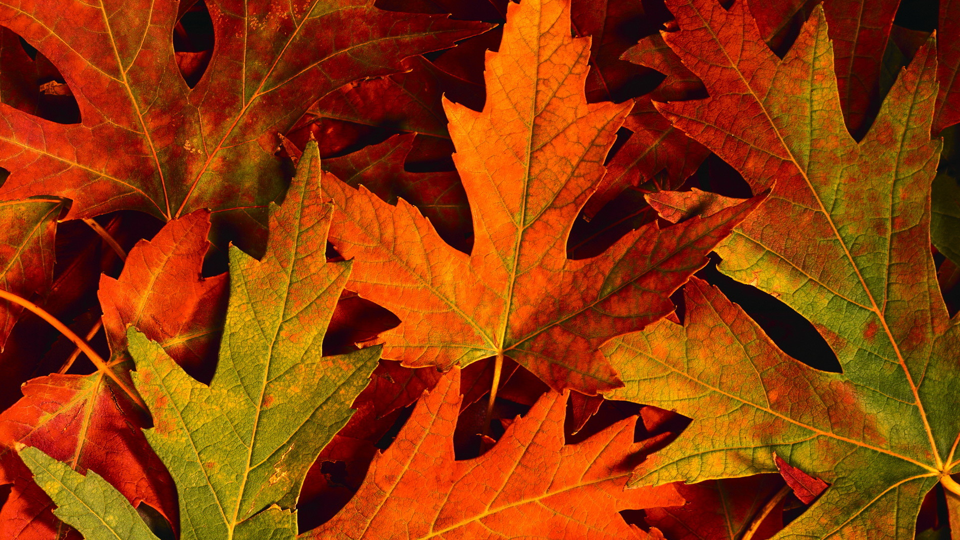 Desktop Wallpaper Autumn Leaves (65+ images)