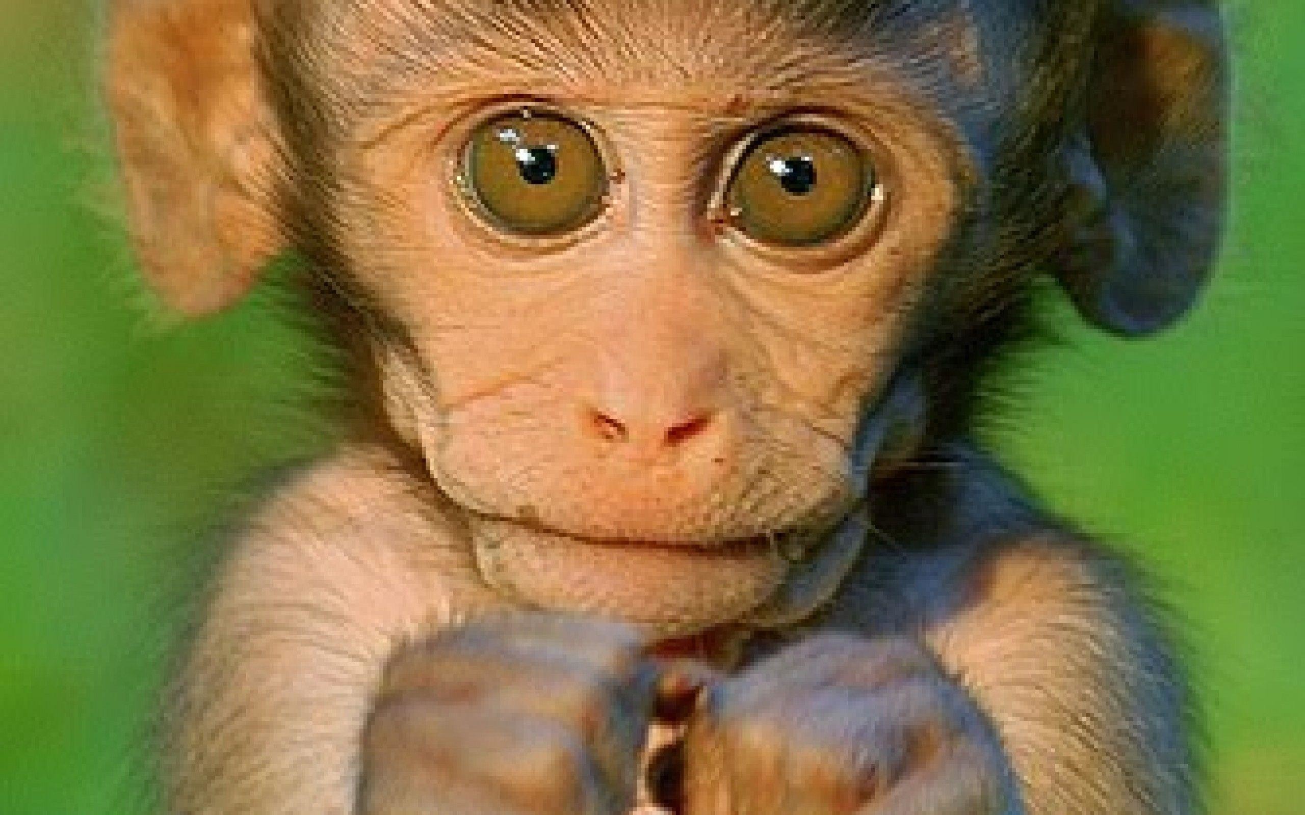 Cute Monkey Wallpapers (47+ images)