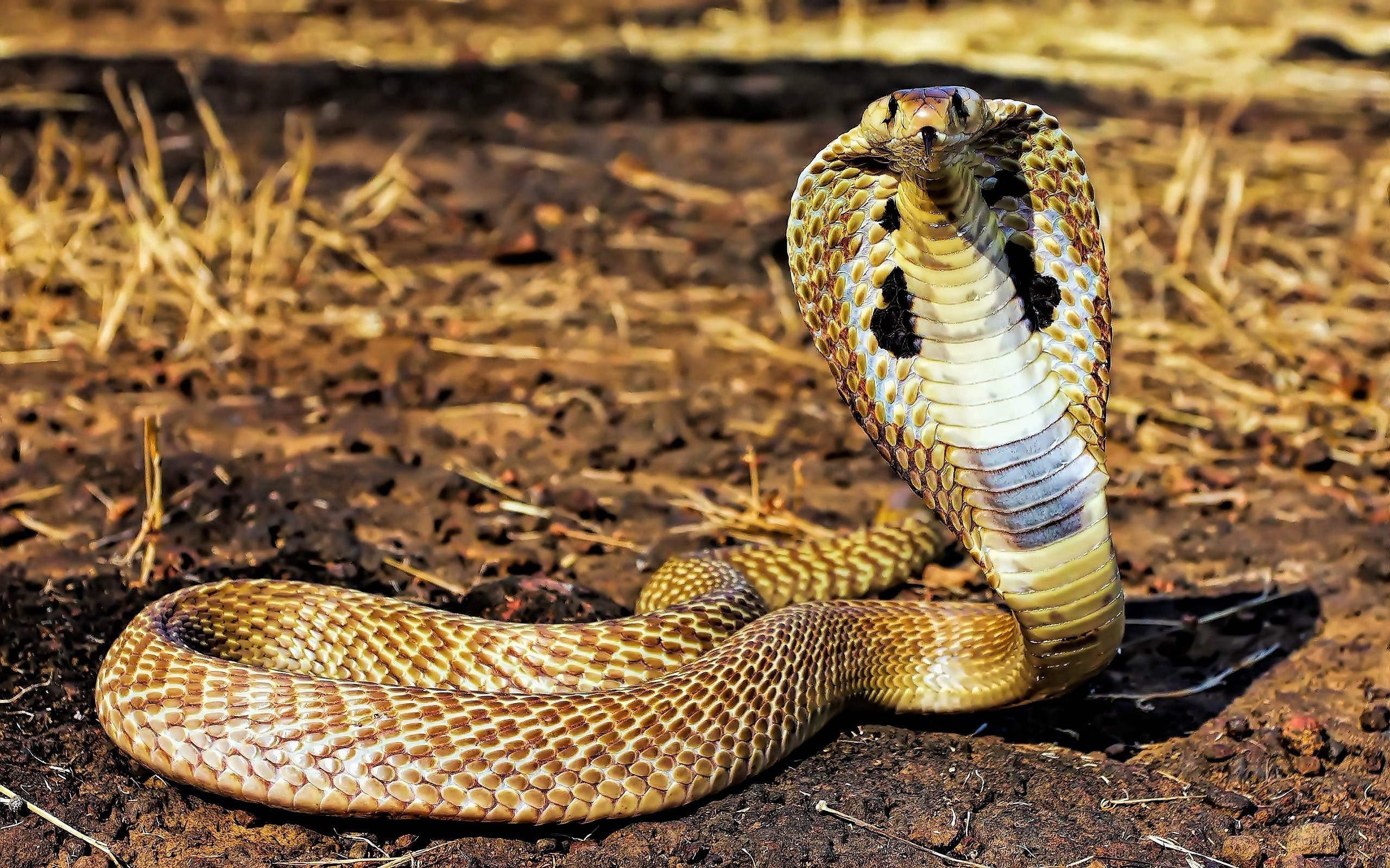 Indian King Cobra Snake Wallpaper (50+ images)