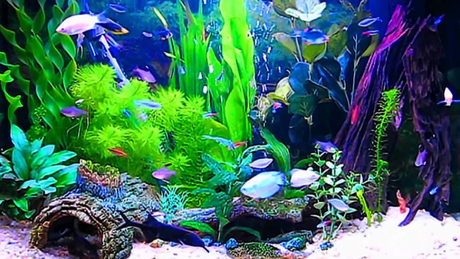 dowload best fish tank aquarium screensaver