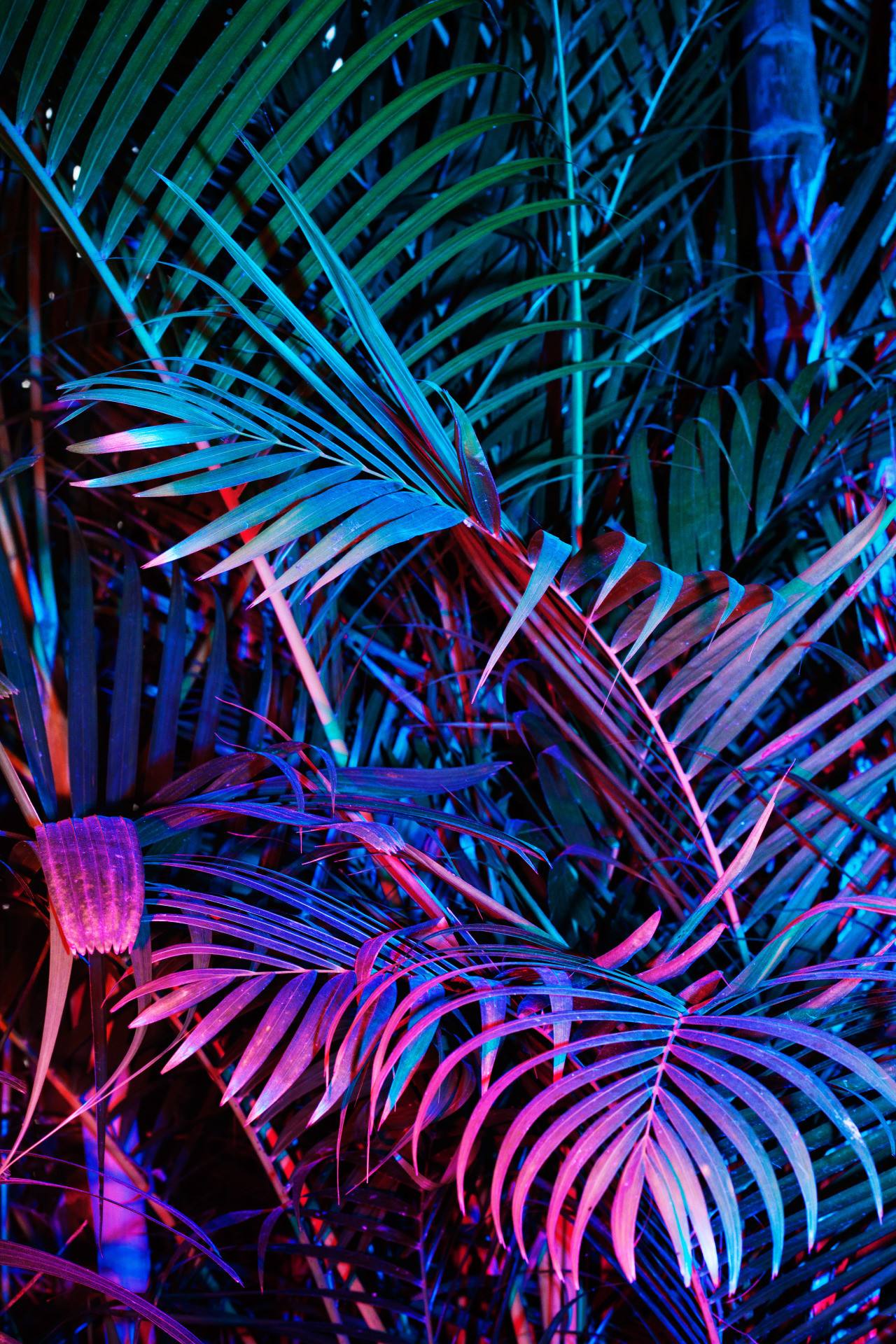 Tropical Palm Leaf Wallpaper (24+ images)