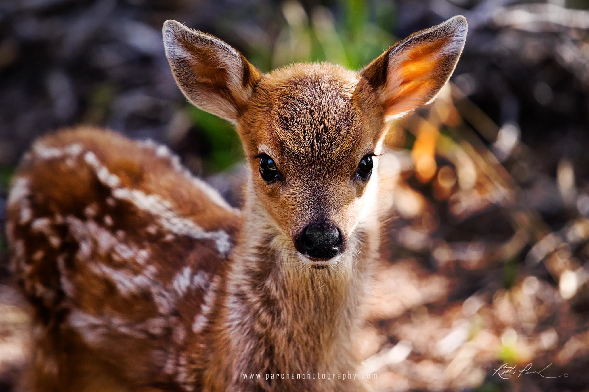 Cute Baby Animals Wallpapers (61+ images)