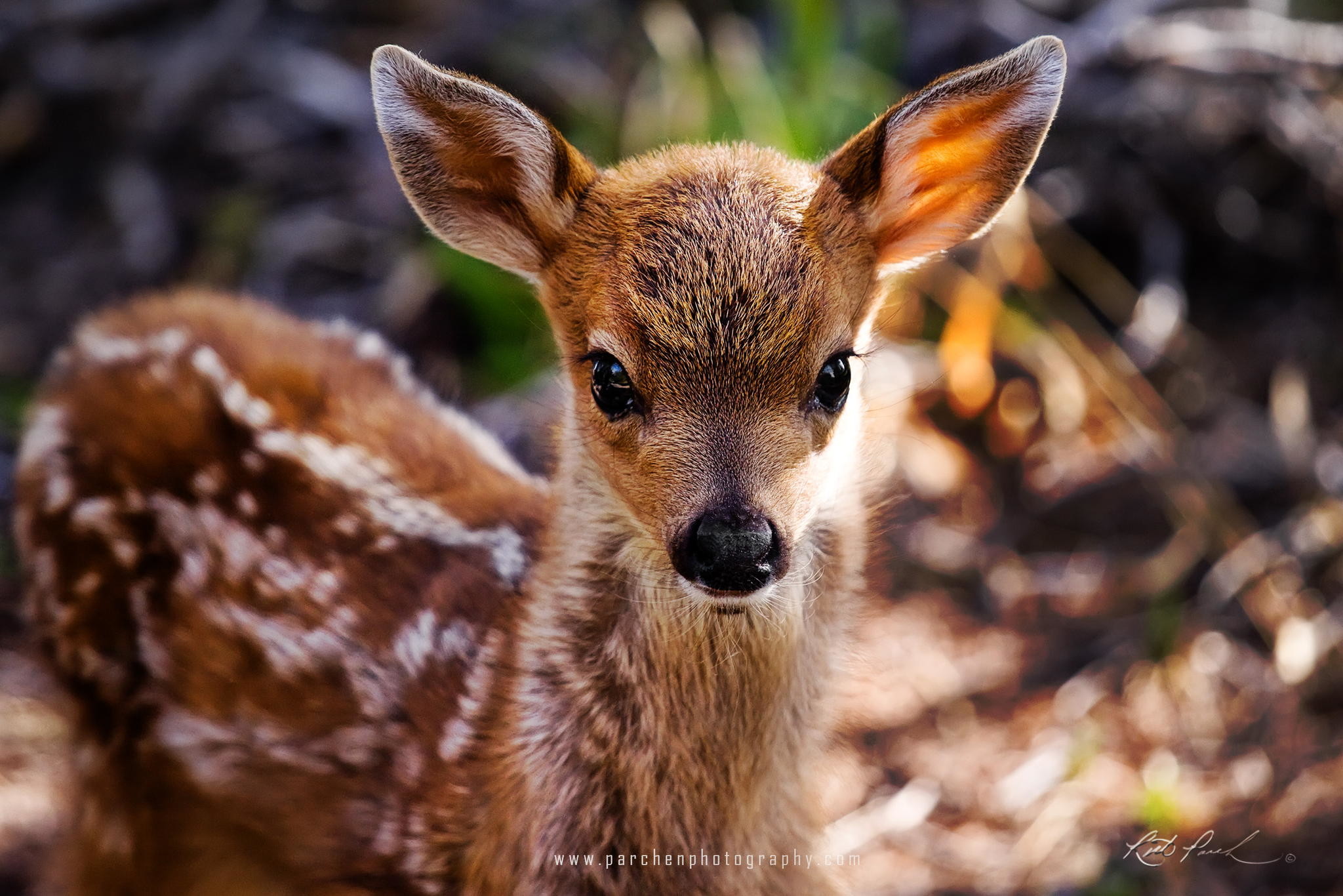 Cute Baby Animals Wallpapers 61 Images Cute Baby Animals Wallpapers 61 Images