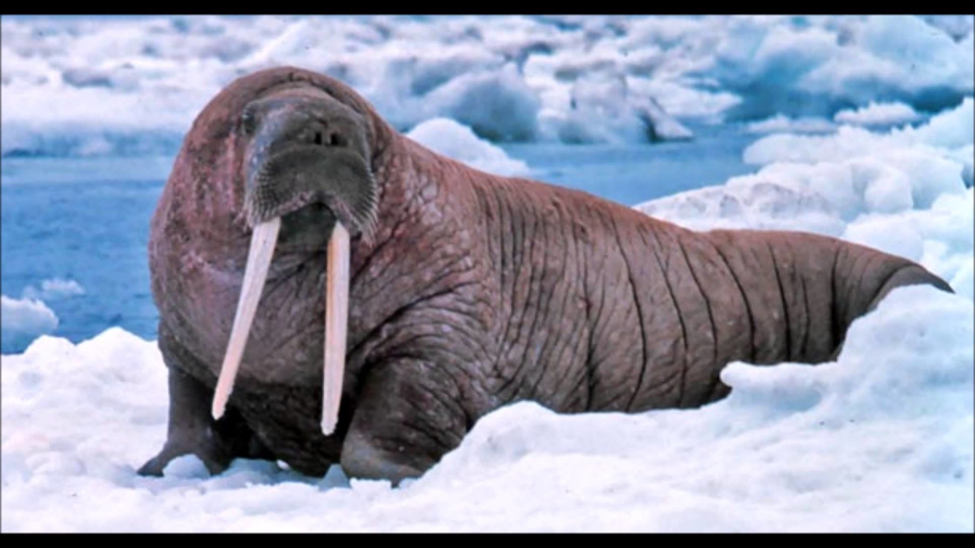 Walrus Wallpaper (61+ images)