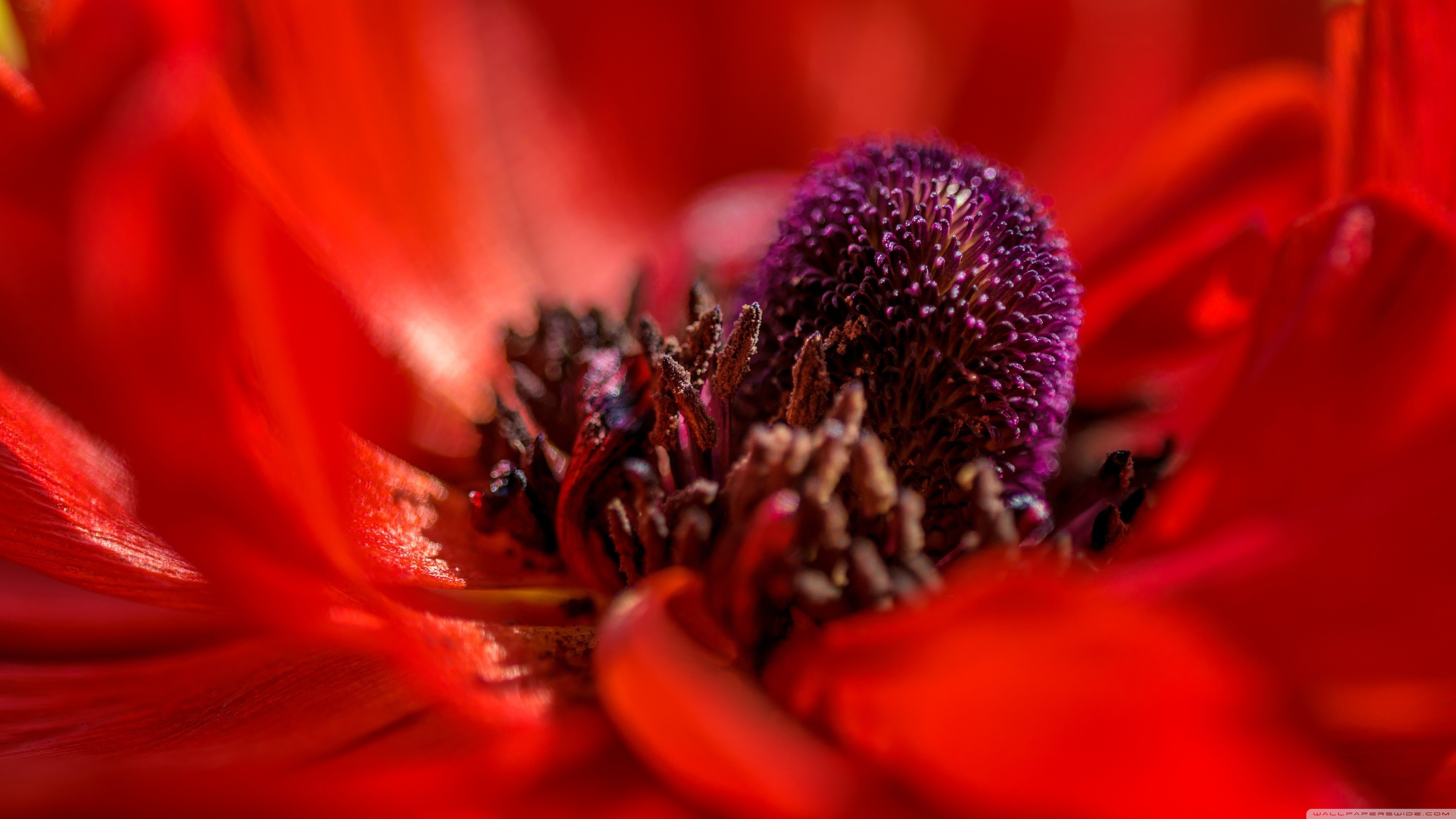 Red Poppy Wallpaper (58+ images)