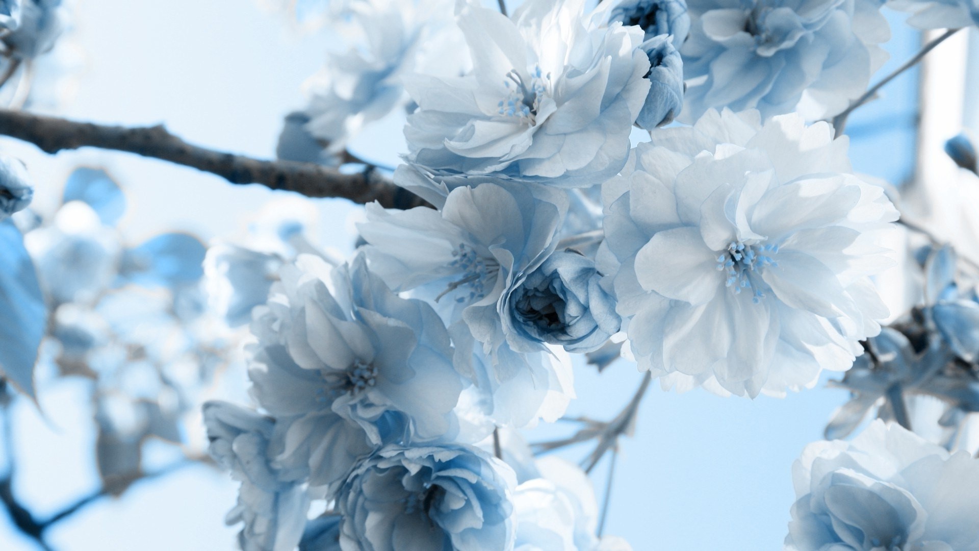 Light Blue Flower Wallpaper (59+ images)