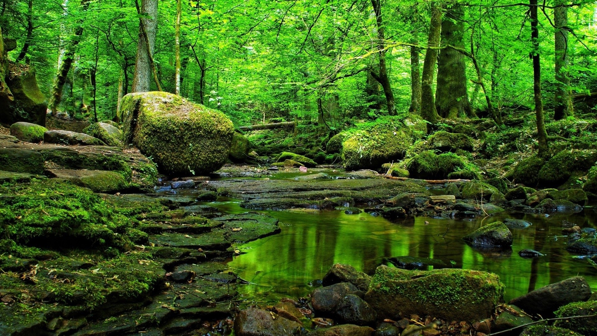 Green Forest Wallpaper 71 Images