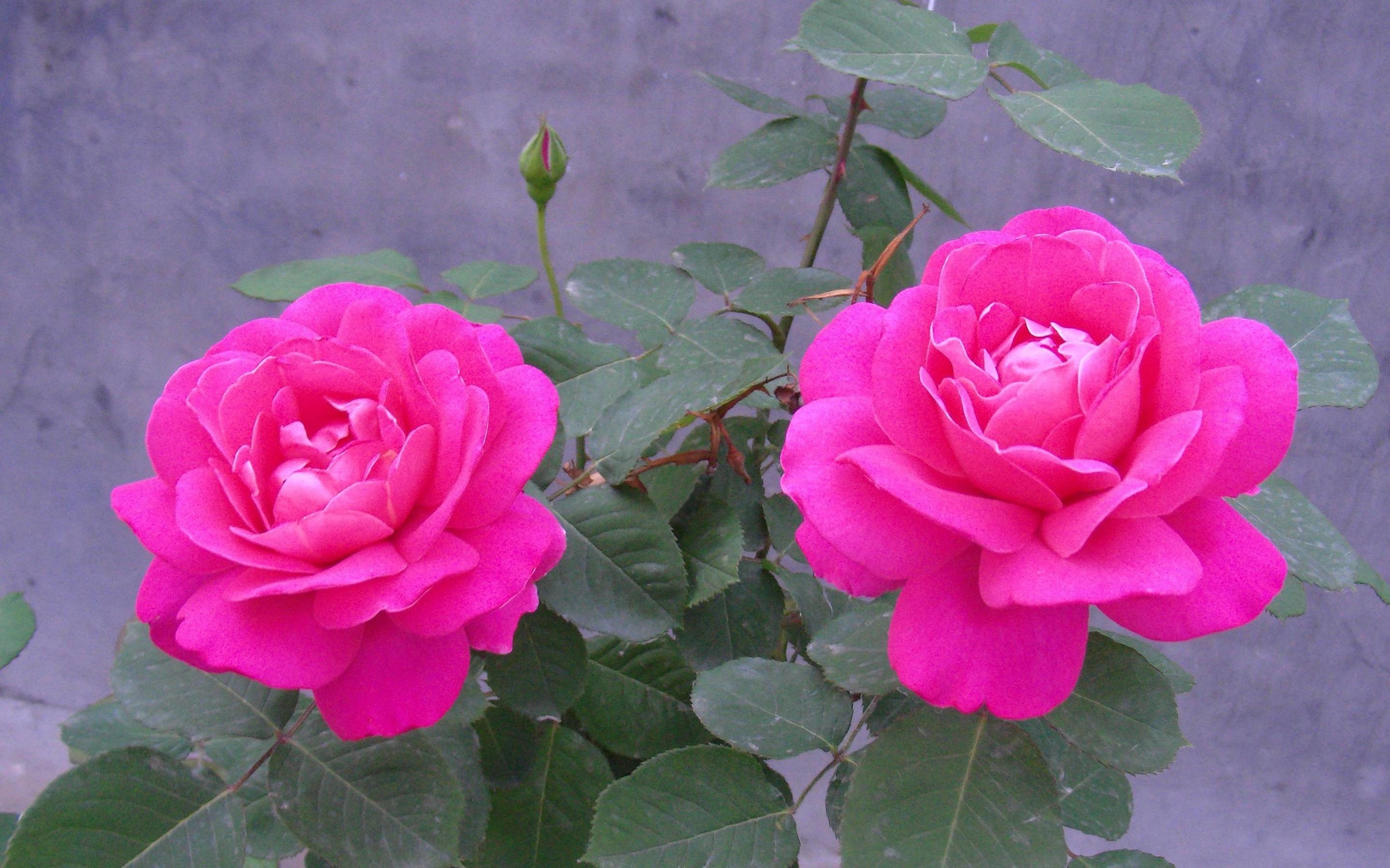 Beautiful Rose Wallpapers HD (62+ images)