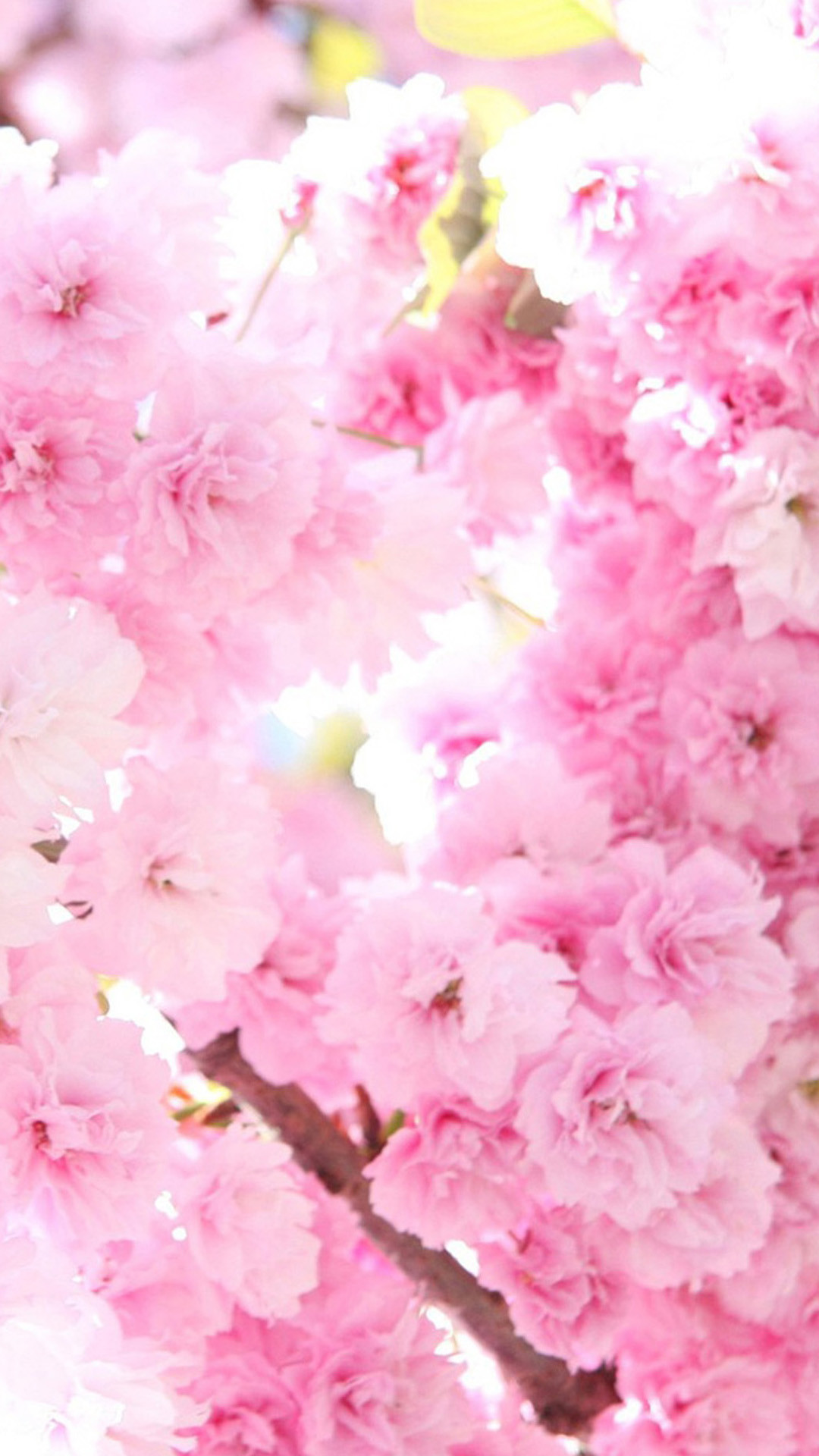 Pink Cherry Blossom Wallpaper (62+ images)
