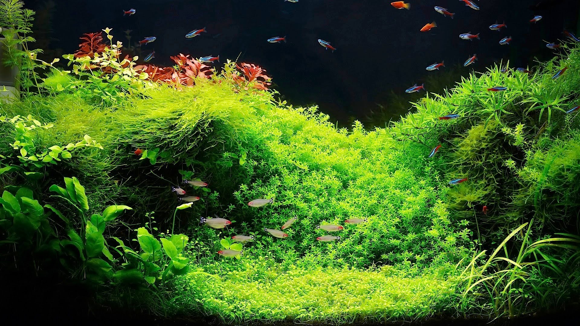 Fish Tank Wallpaper 68 Images 