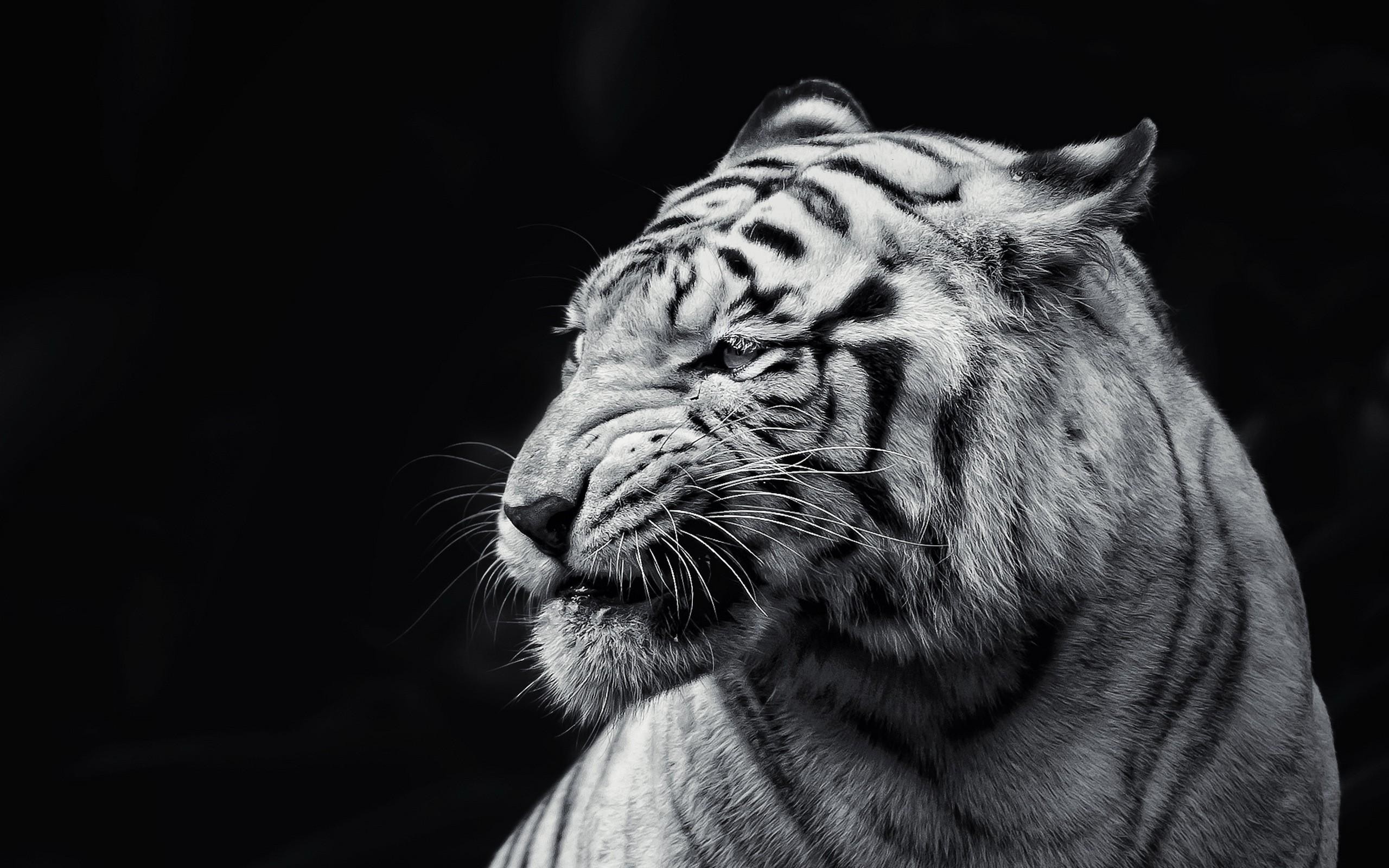 Lion Wallpaper Black and White (50+ images)