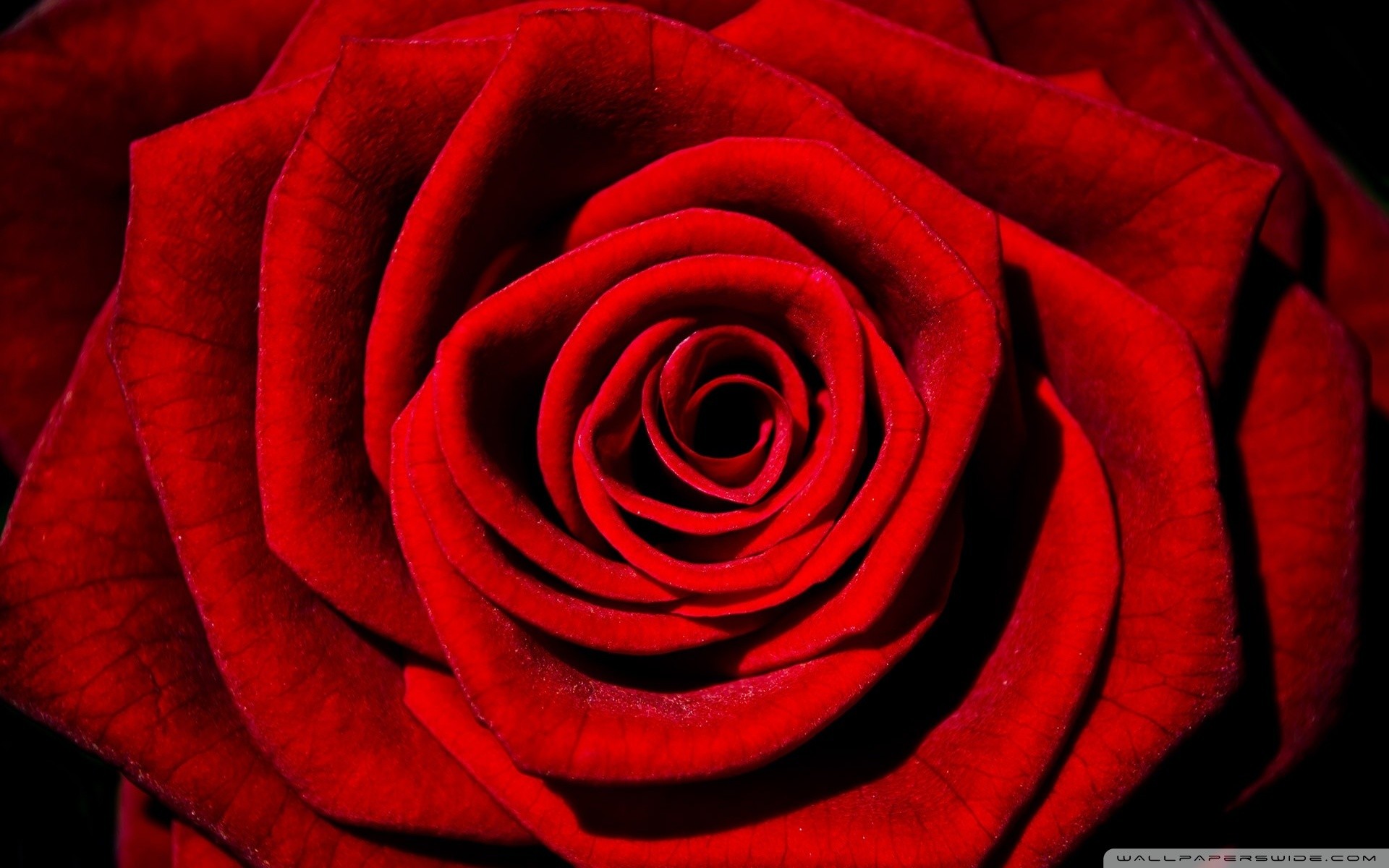 Single Red Rose Wallpaper (56+ images)