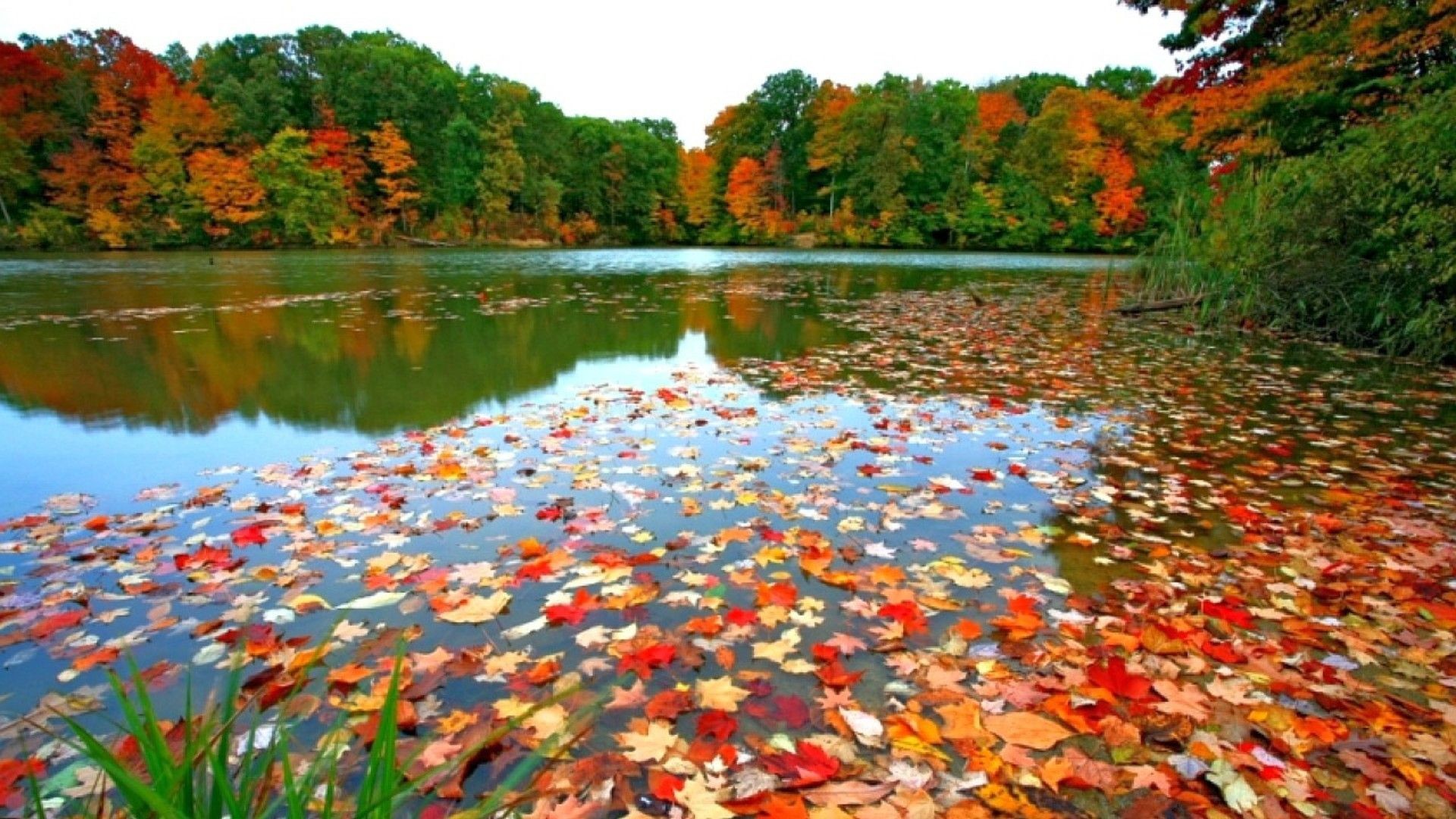 Fall Computer Background 58 Images