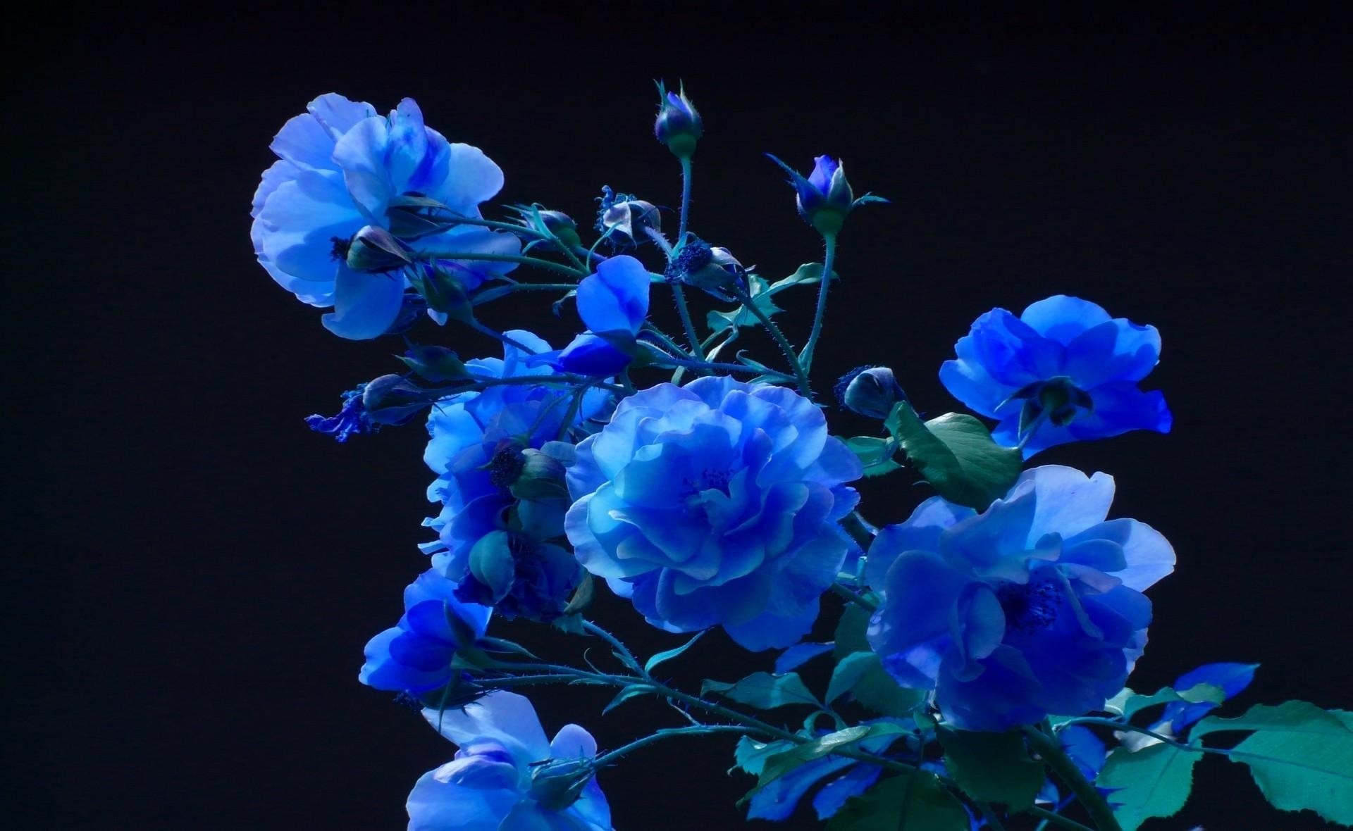 Blue Roses Wallpaper (58+ images)