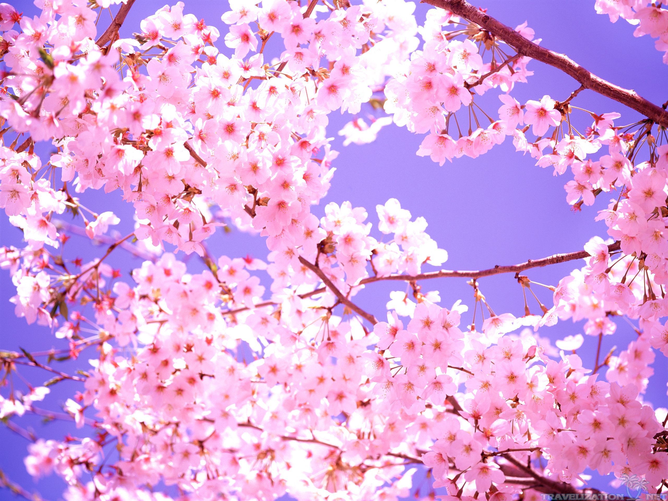 Pink Cherry Blossom Wallpaper (62+ images)