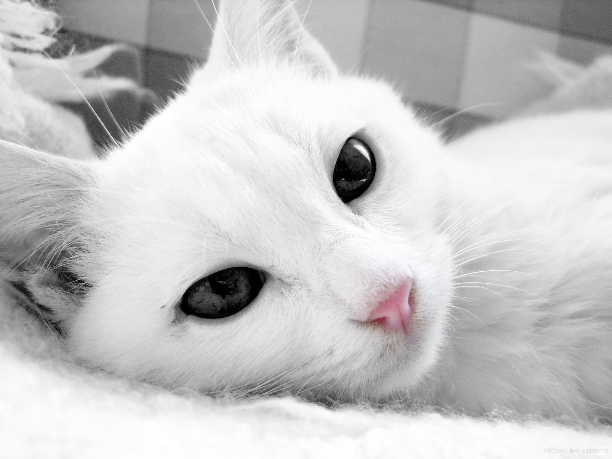 White Cat Wallpaper (76+ images)