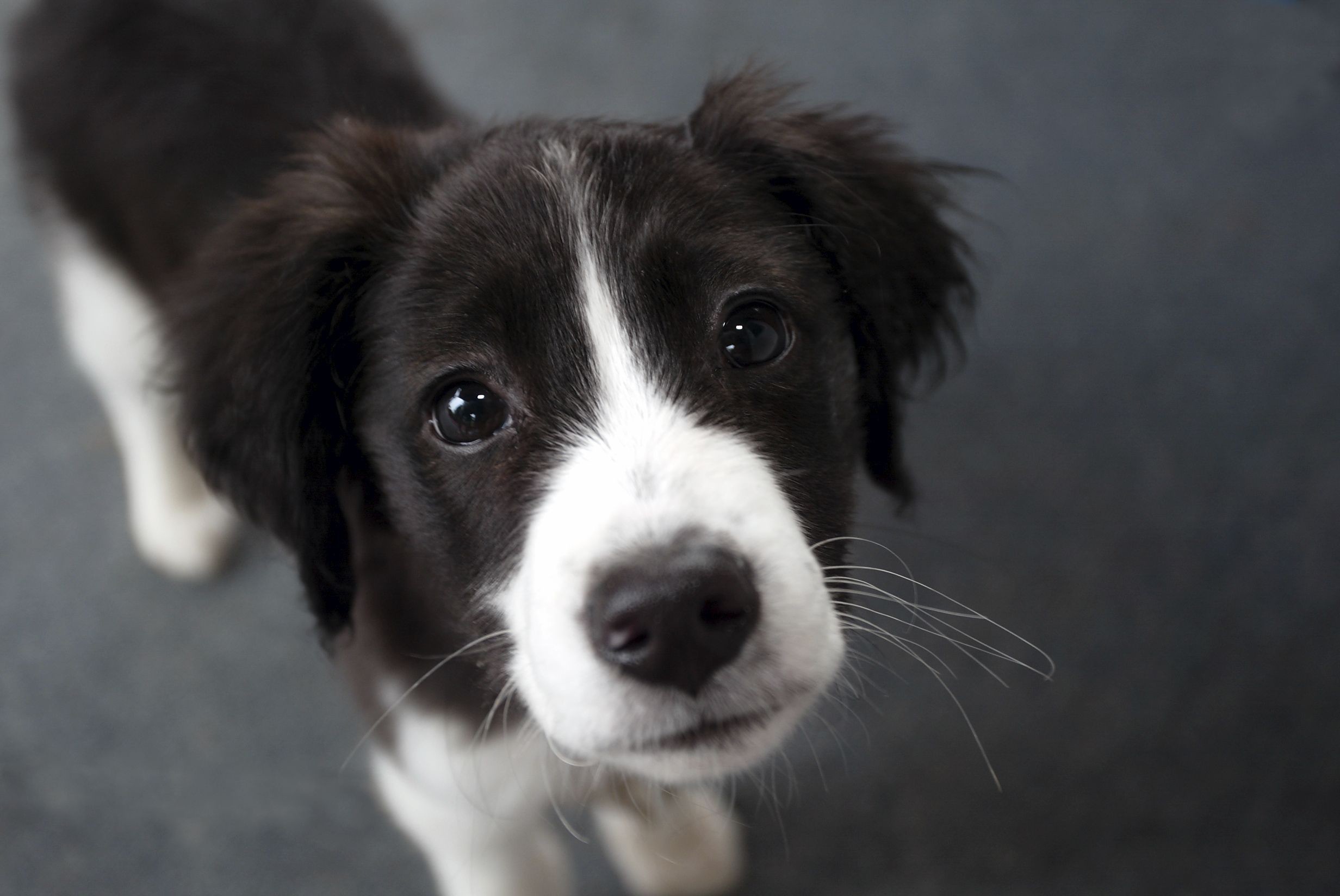 Border Collie Wallpaper (72+ images)