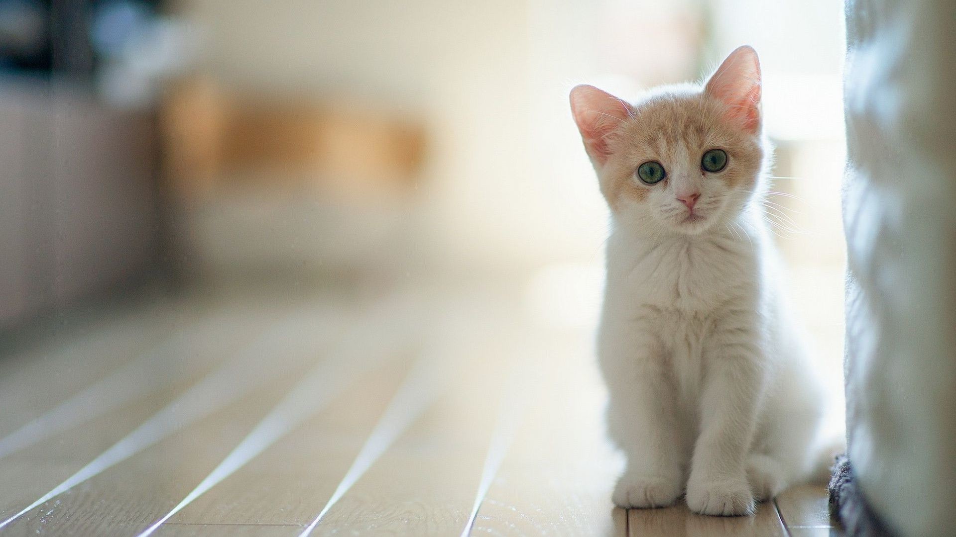 Cute Kitten Wallpaper (64+ images)
