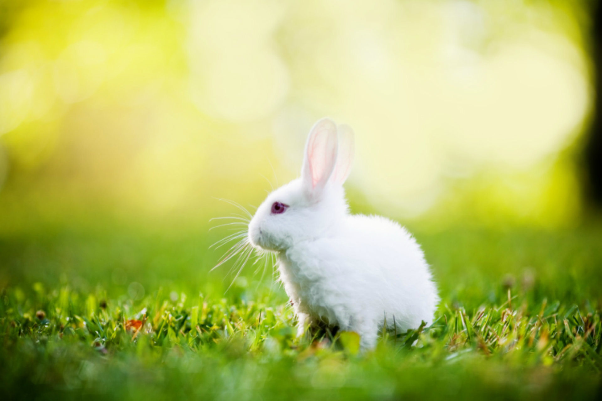 Rabbit Wallpapers for Desktop (65+ images)