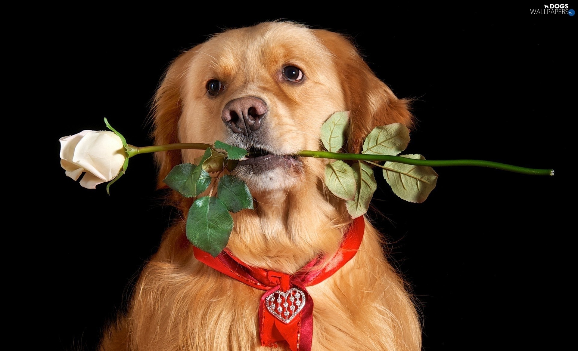 Valentines Day Dog Wallpaper (59+ images)