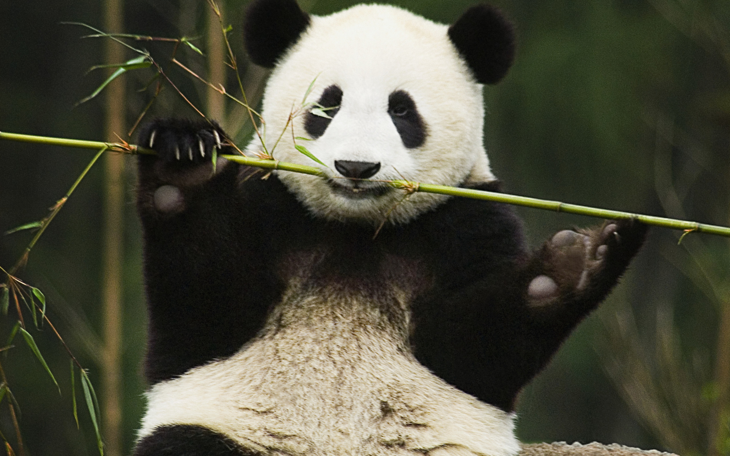Panda HD Wallpaper (79+ images)
