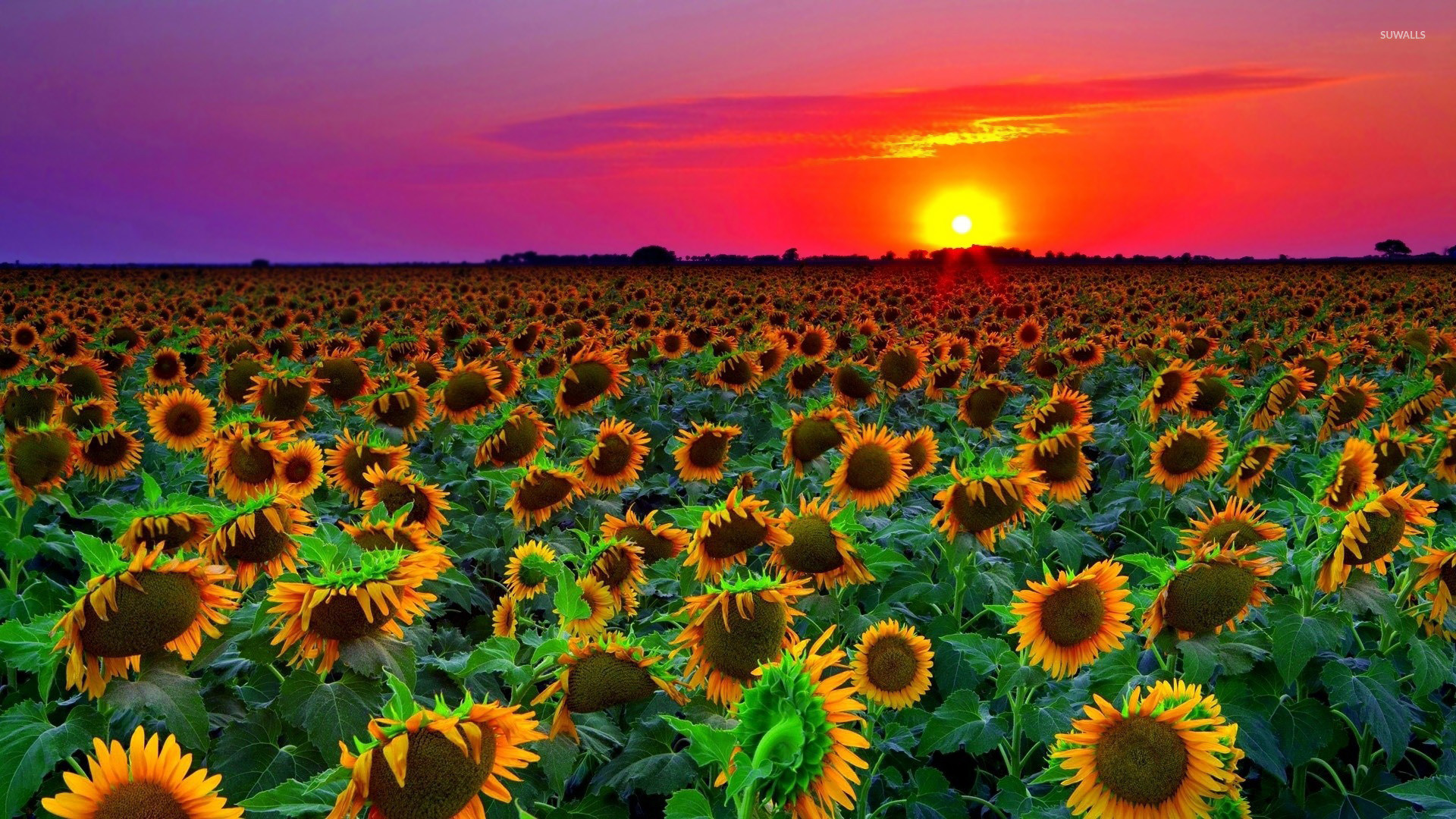 1920x1080 Sunflowers at sunset wallpaper  jpg