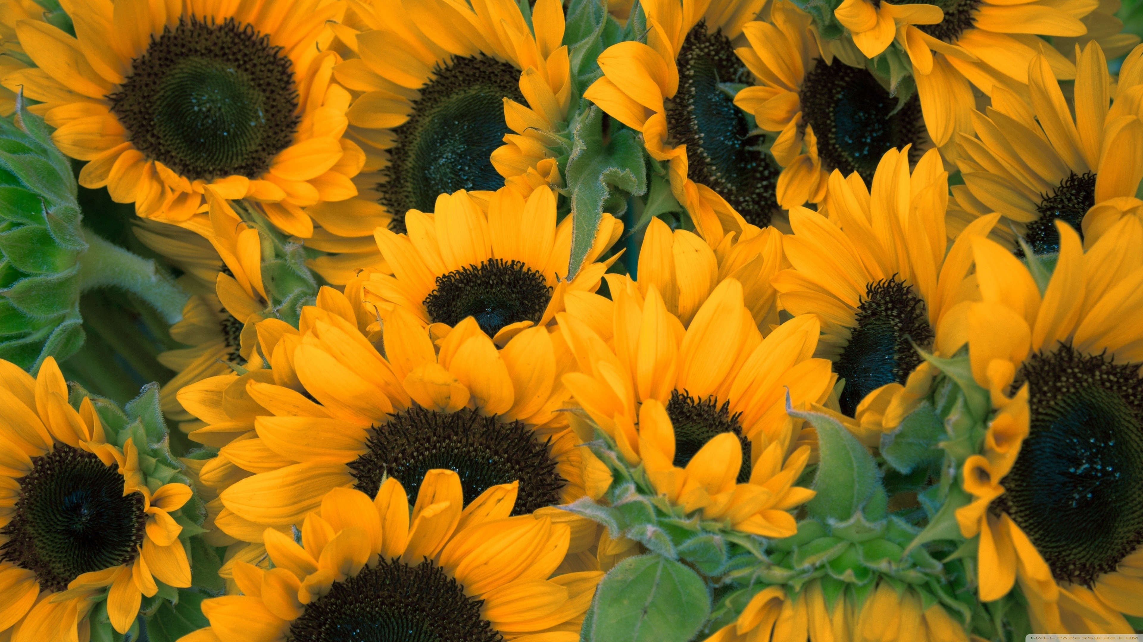 Sunflower Wallpapers 72 Images 