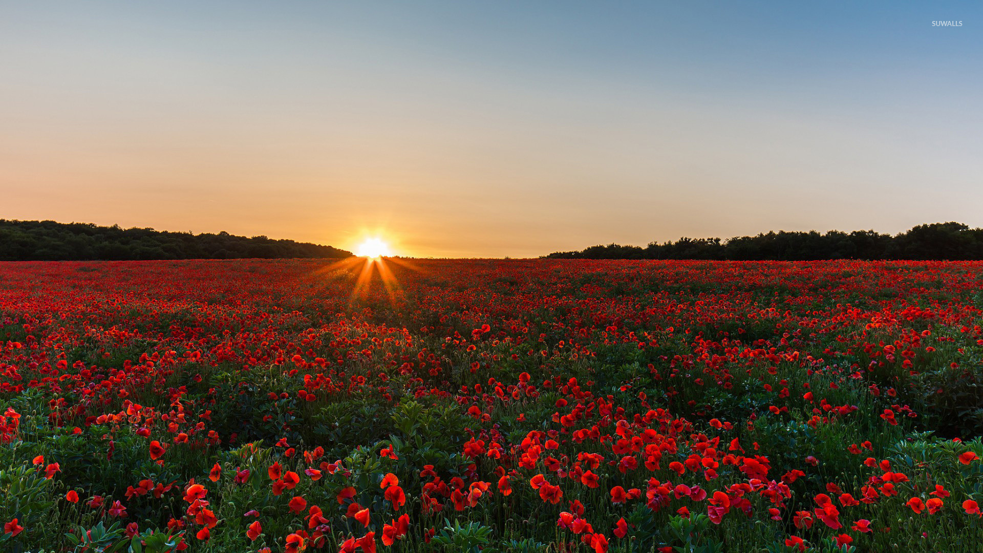 Field of Poppies Wallpaper (50+ images)