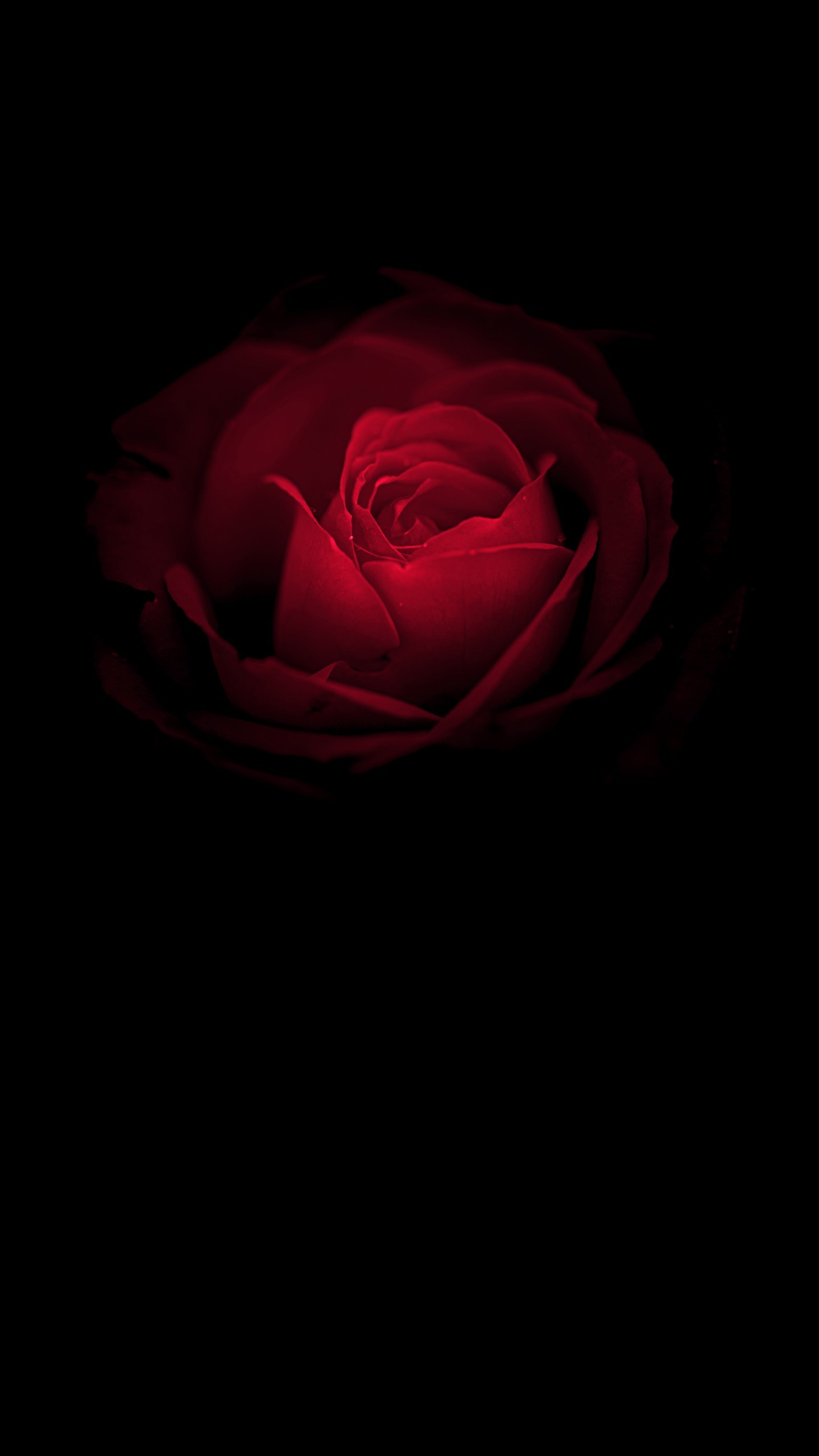 Featured image of post Roses Wallpaper Iphone 11