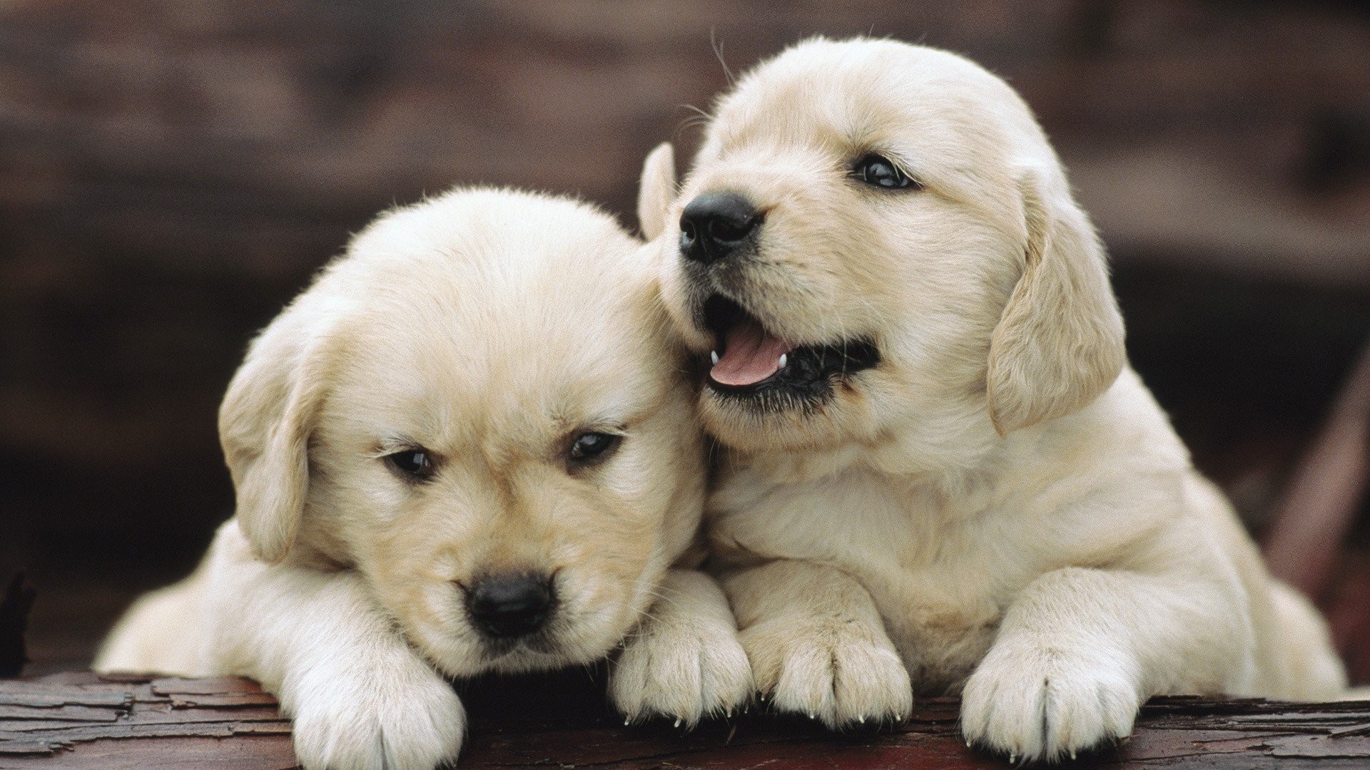 Cute Puppy Wallpapers For Desktop (58+ Images)