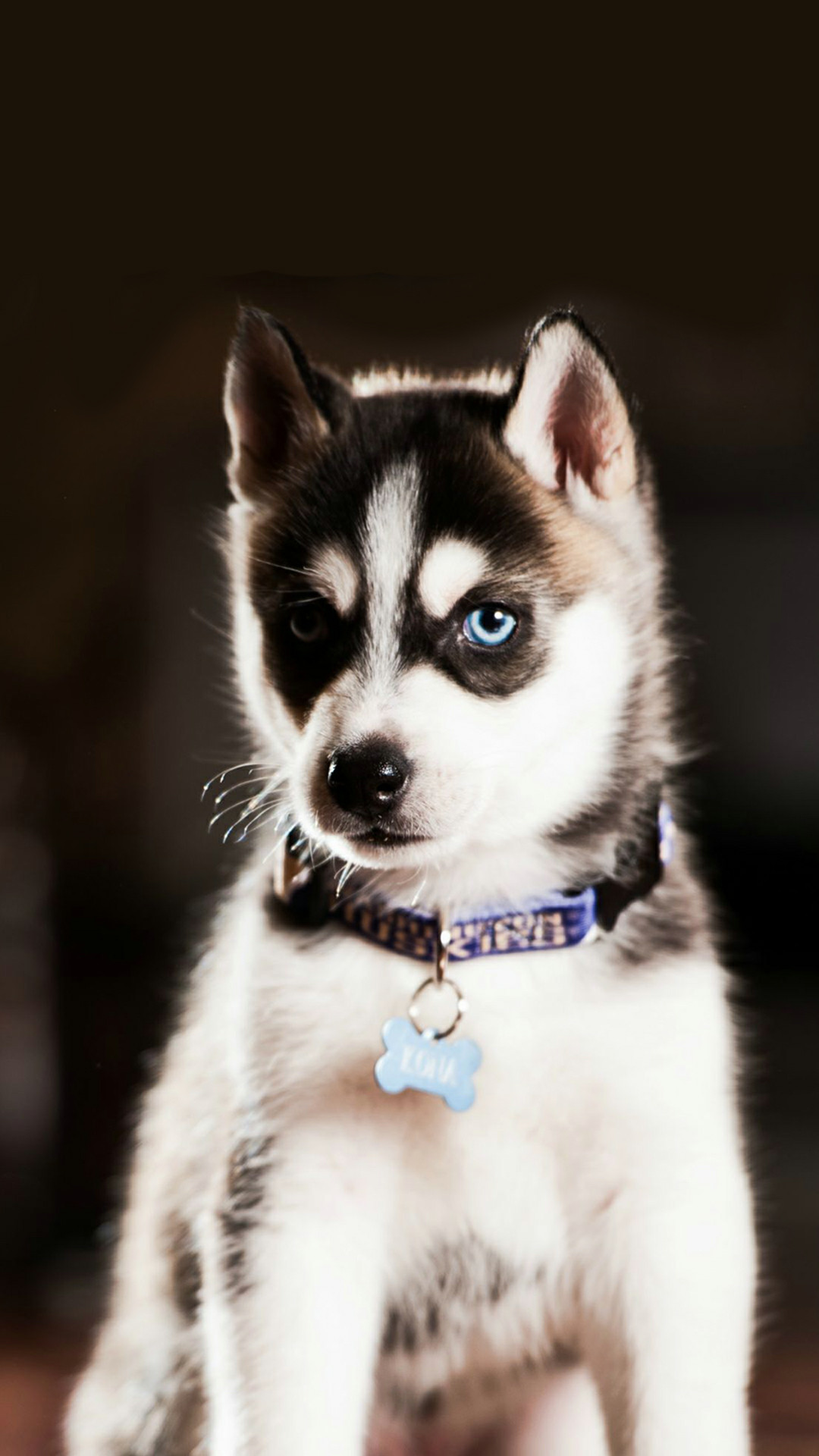 Baby Huskies Wallpaper (79+ images)