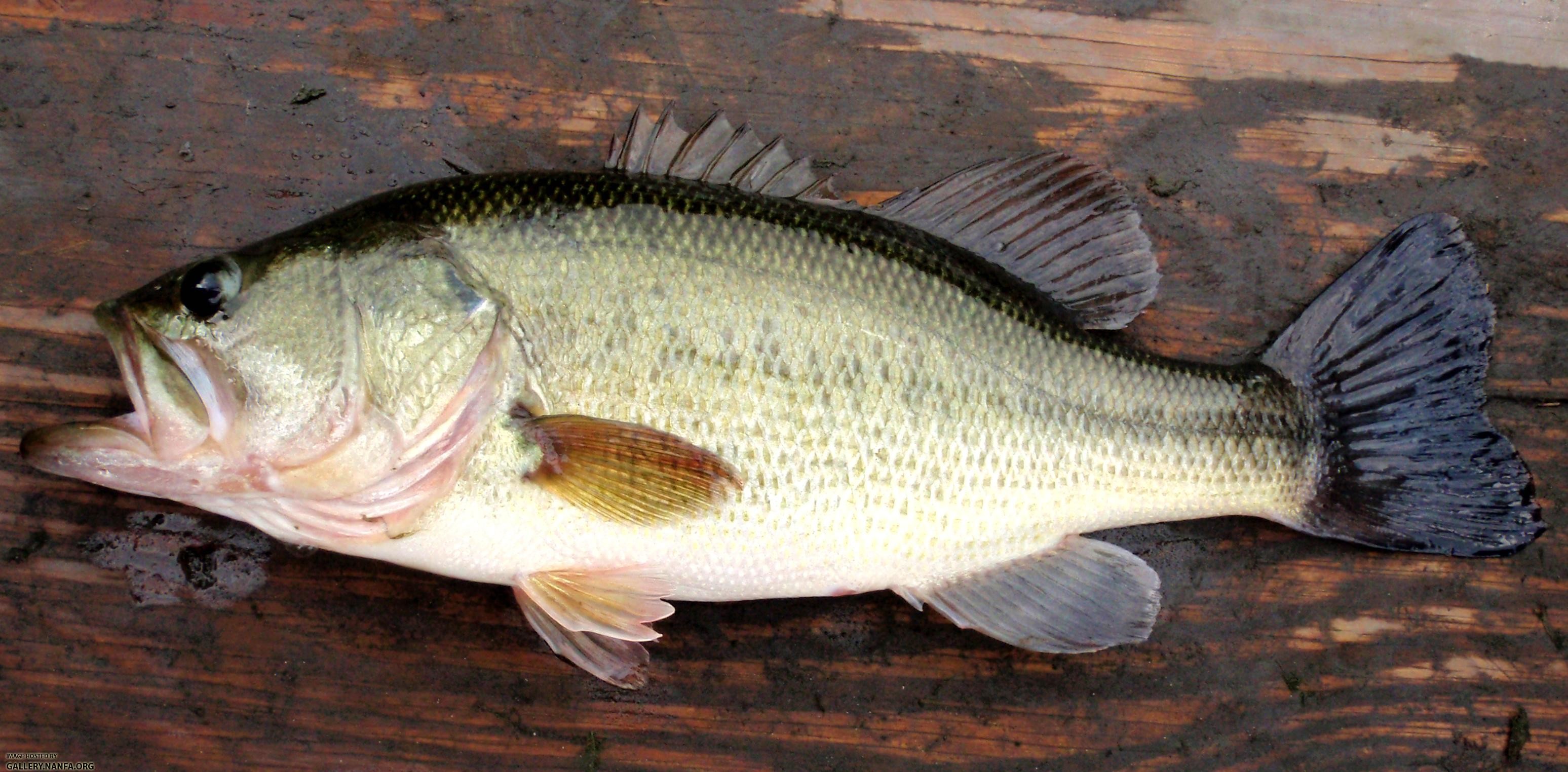 Largemouth Bass Wallpaper (58+ images)